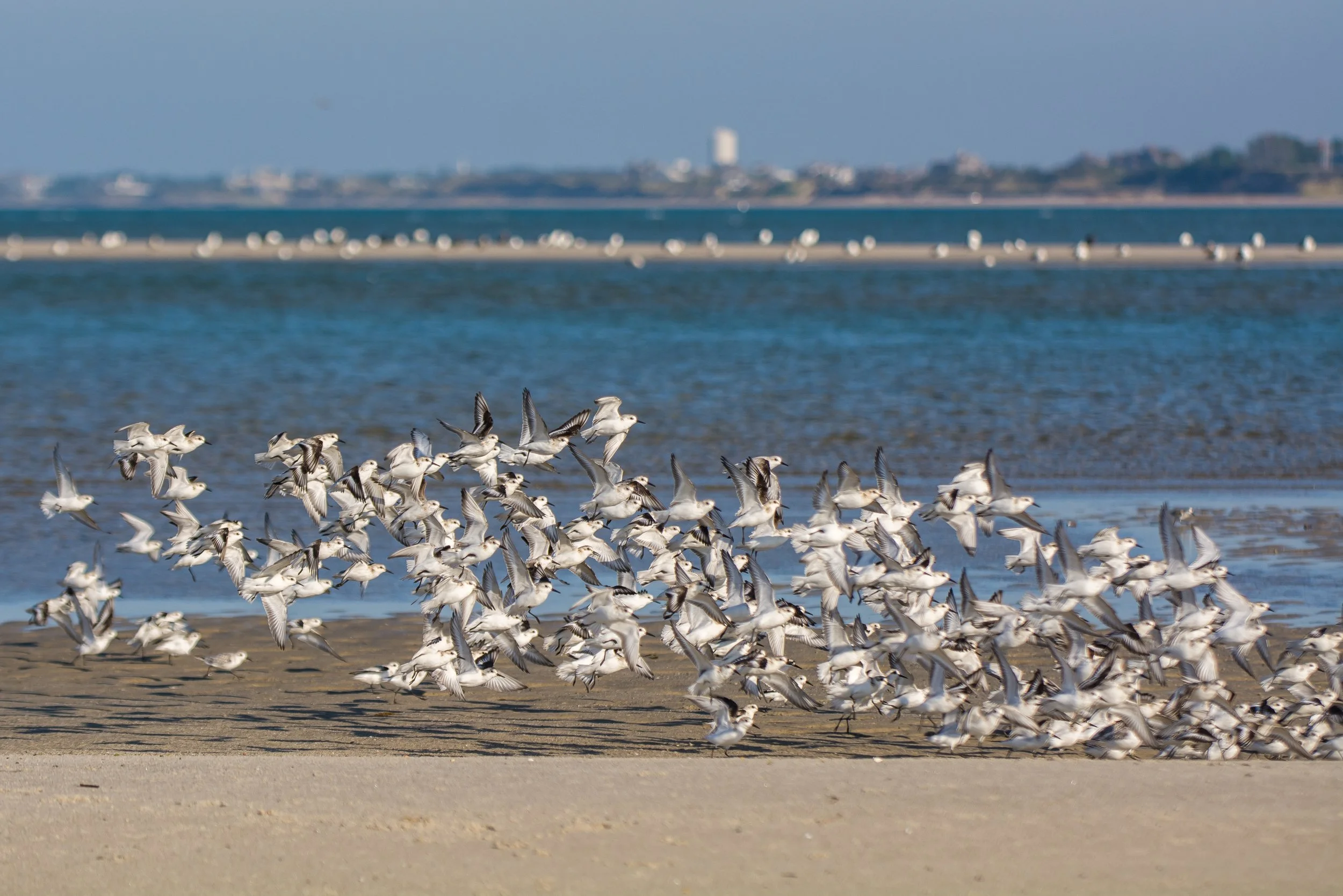Sandpipers on the Sand Bar (GH).jpg