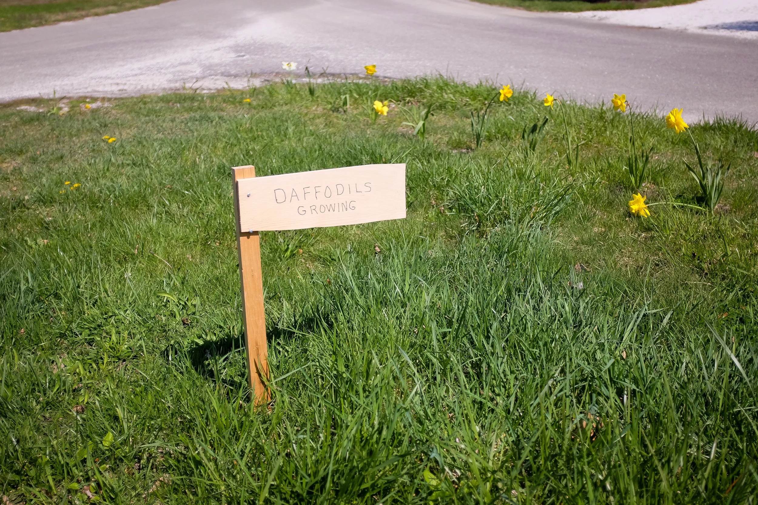 Daffodils Growing (GH).jpg