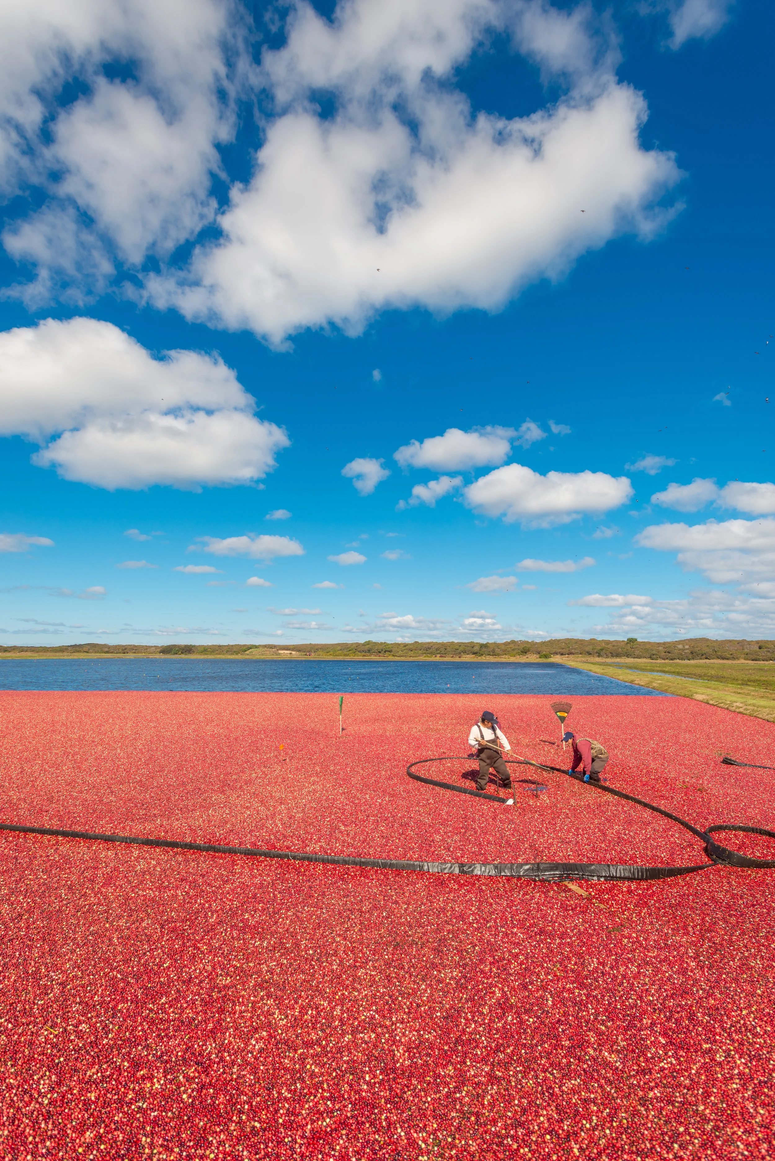 Cranberry Harvest (GH)-4-2.jpg