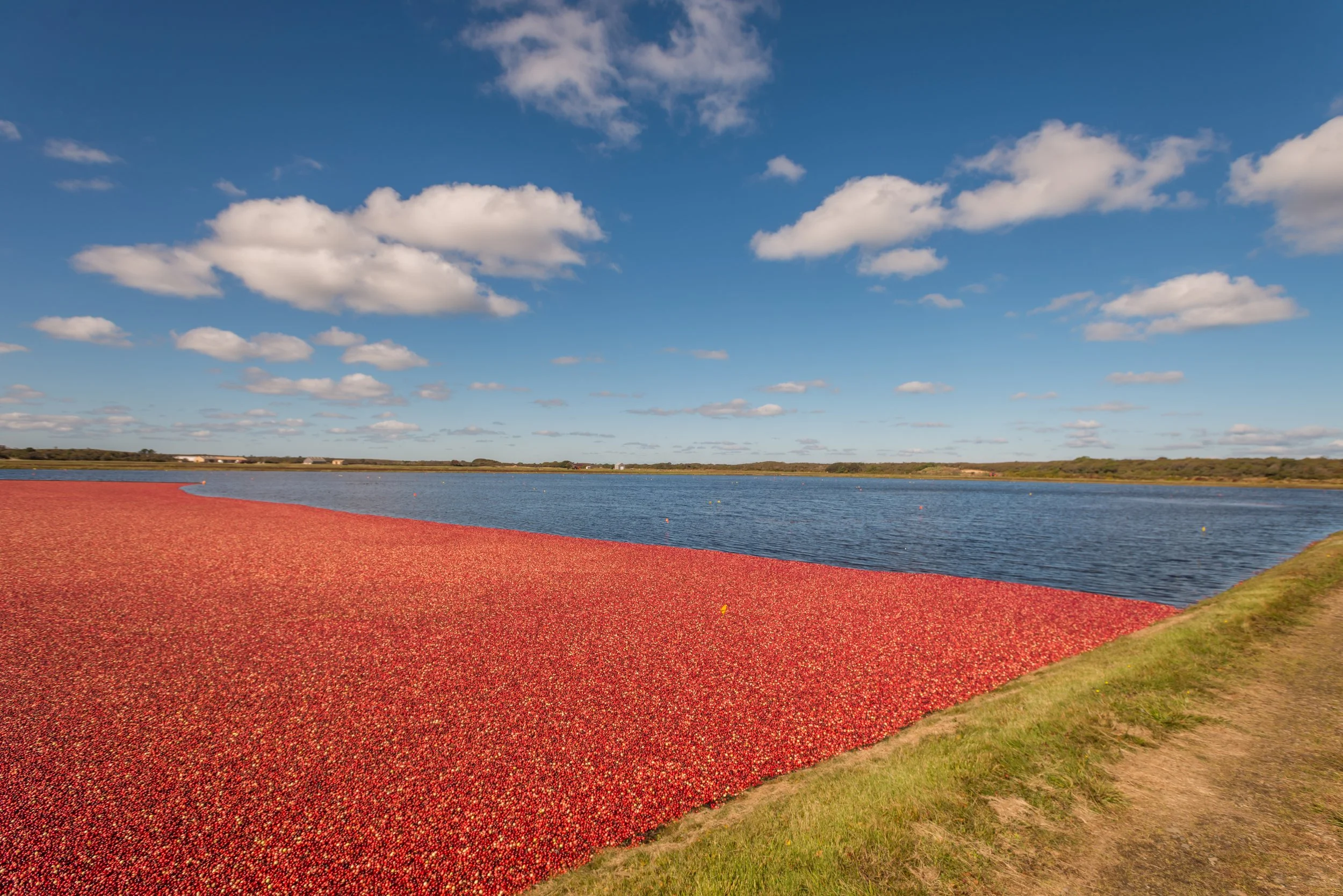 Cranberry Harvest (GH)-2-1.jpg