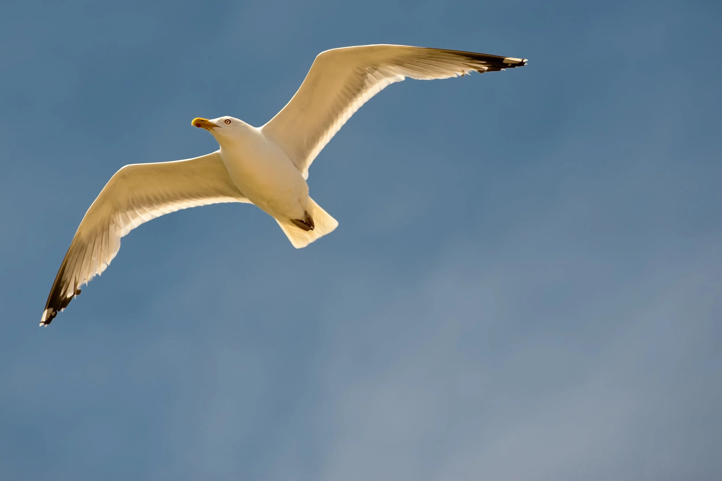 Gull in Flight (GH).jpg