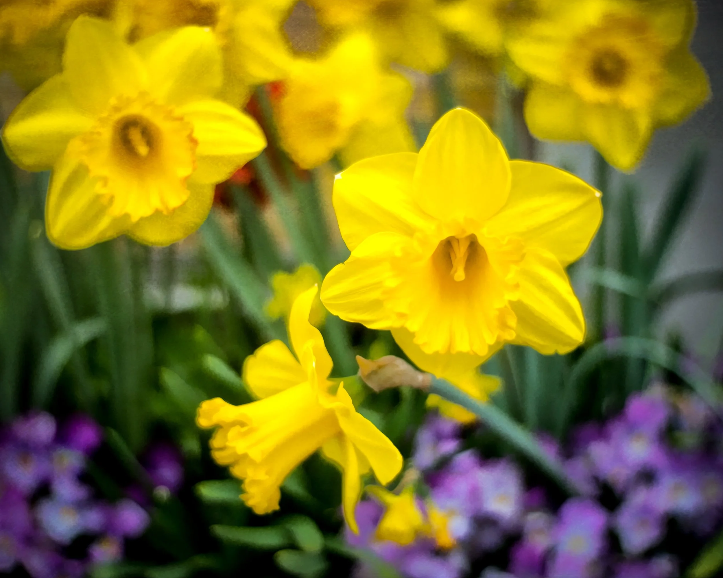 Daffy Days (GH).jpg