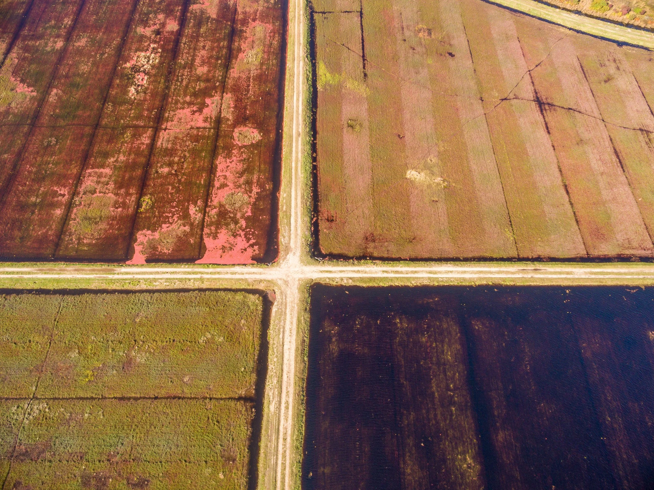 Cranberry Harvest (GH)-4.jpg