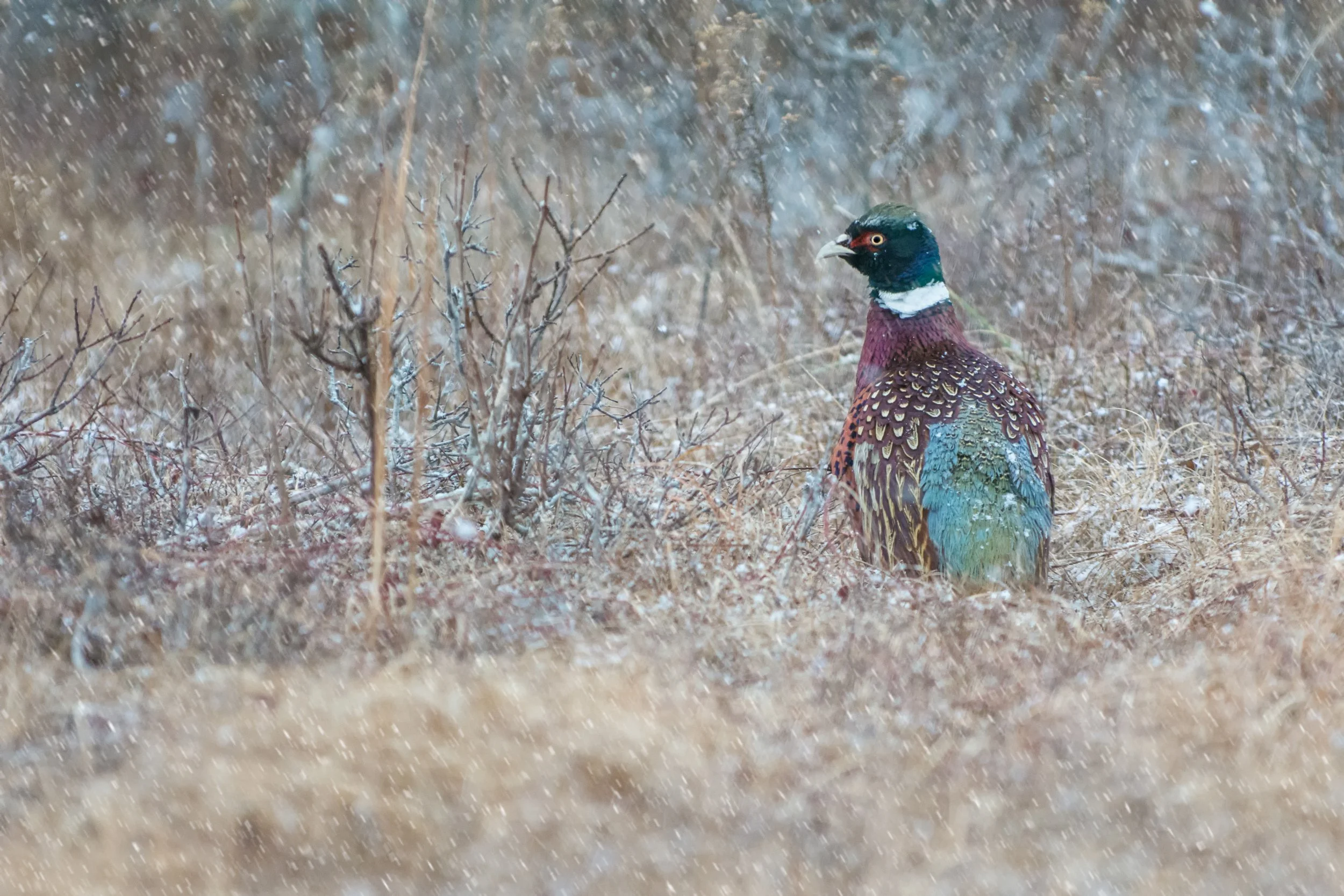 Pheasant (GH)_.jpg