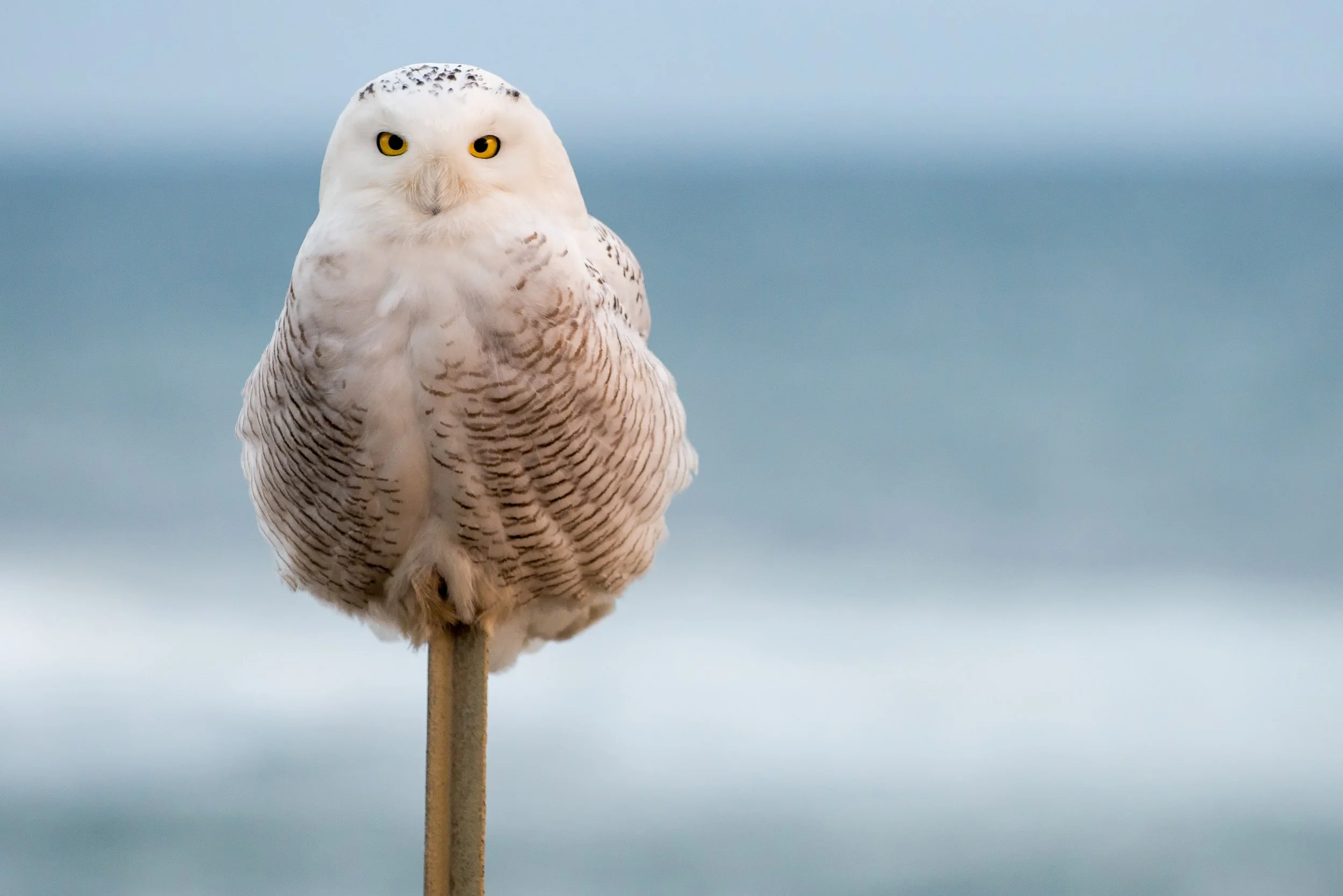 Snowy Owl (GH)-5.jpg