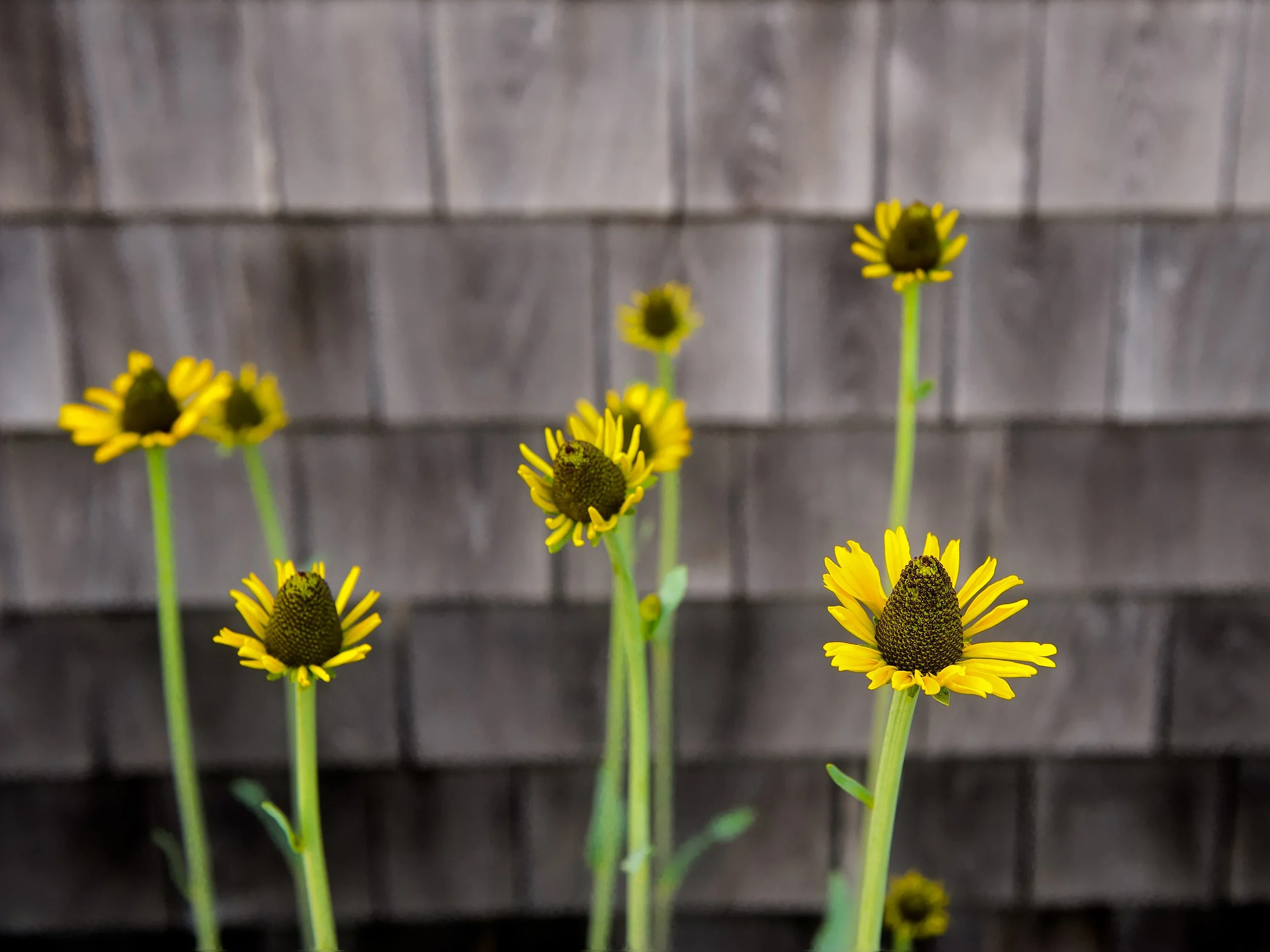 wharf flowers (GH).jpg