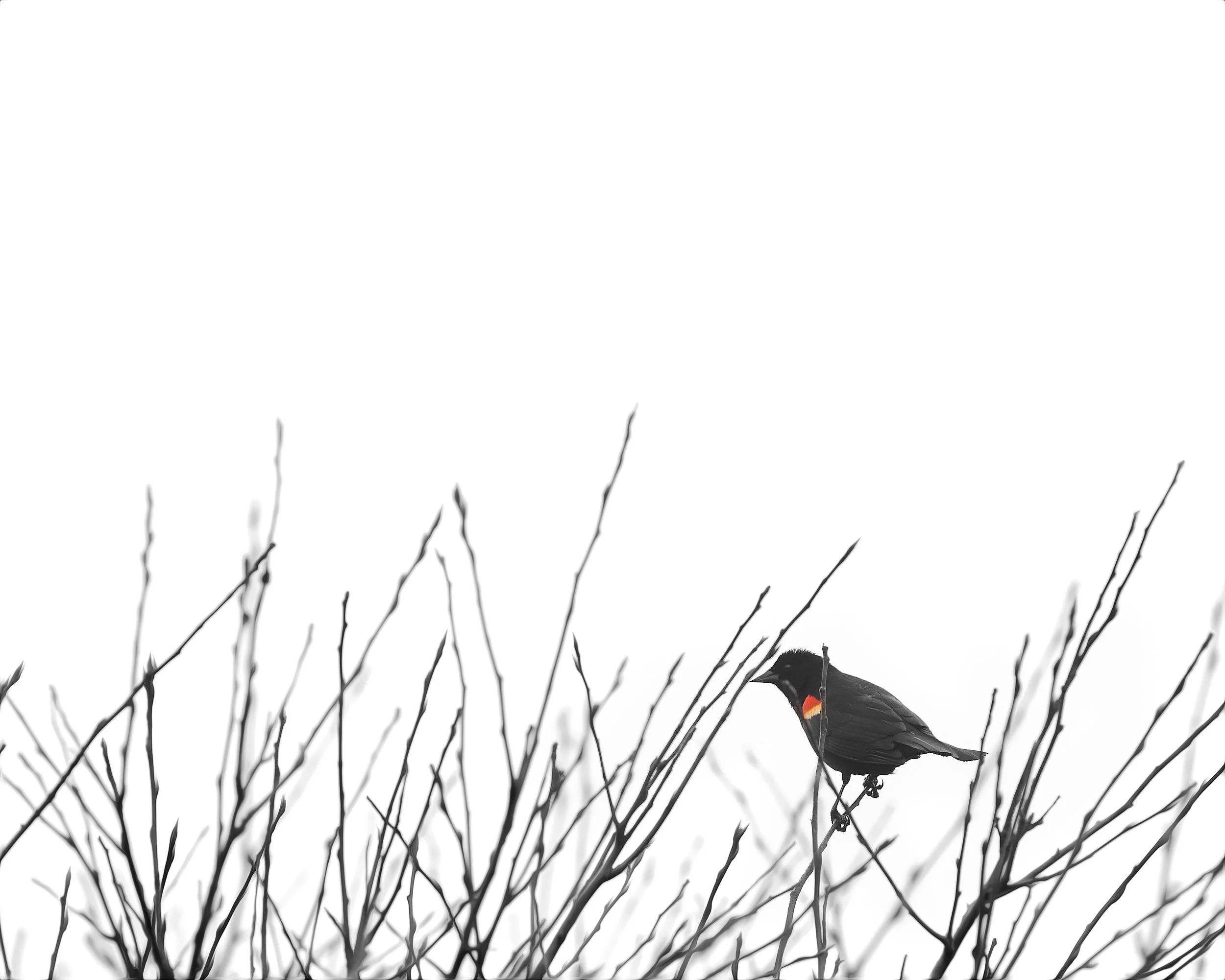 Red-WInged Blackbird (GH)-2.jpg