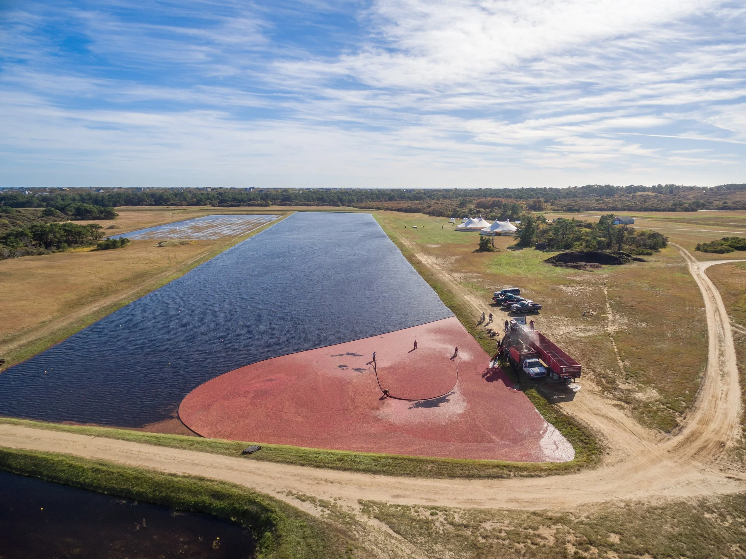 Cranberry Harvest (GH)-1-1.jpg