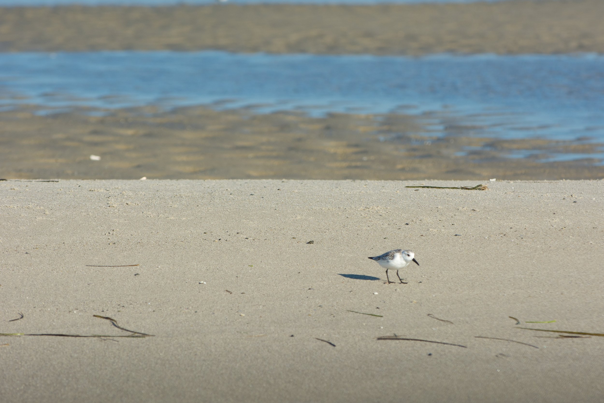 Sandpipers on the Sand Bar (GH)-1.jpg