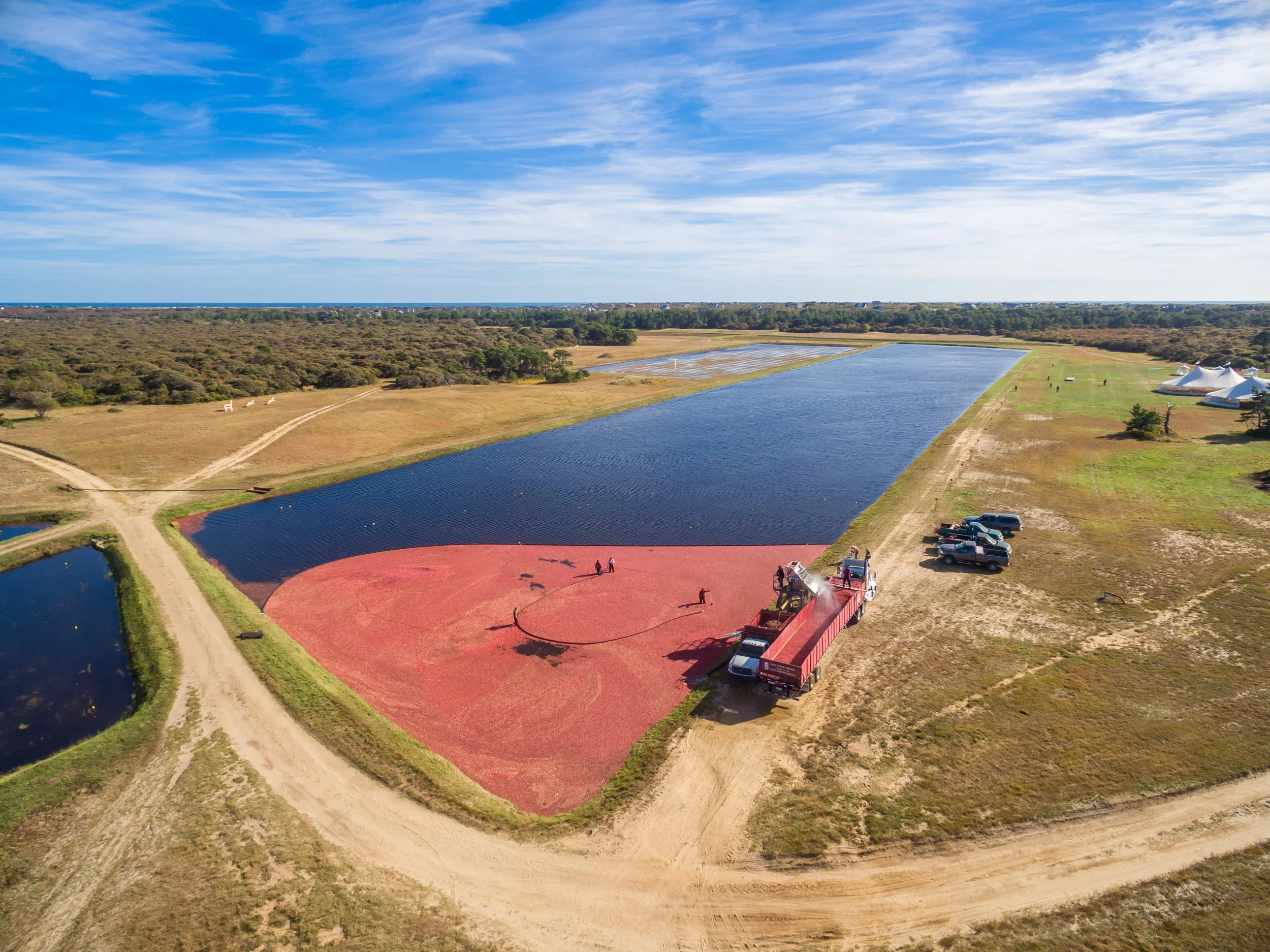 Cranberry Harvest (GH)-2.jpg