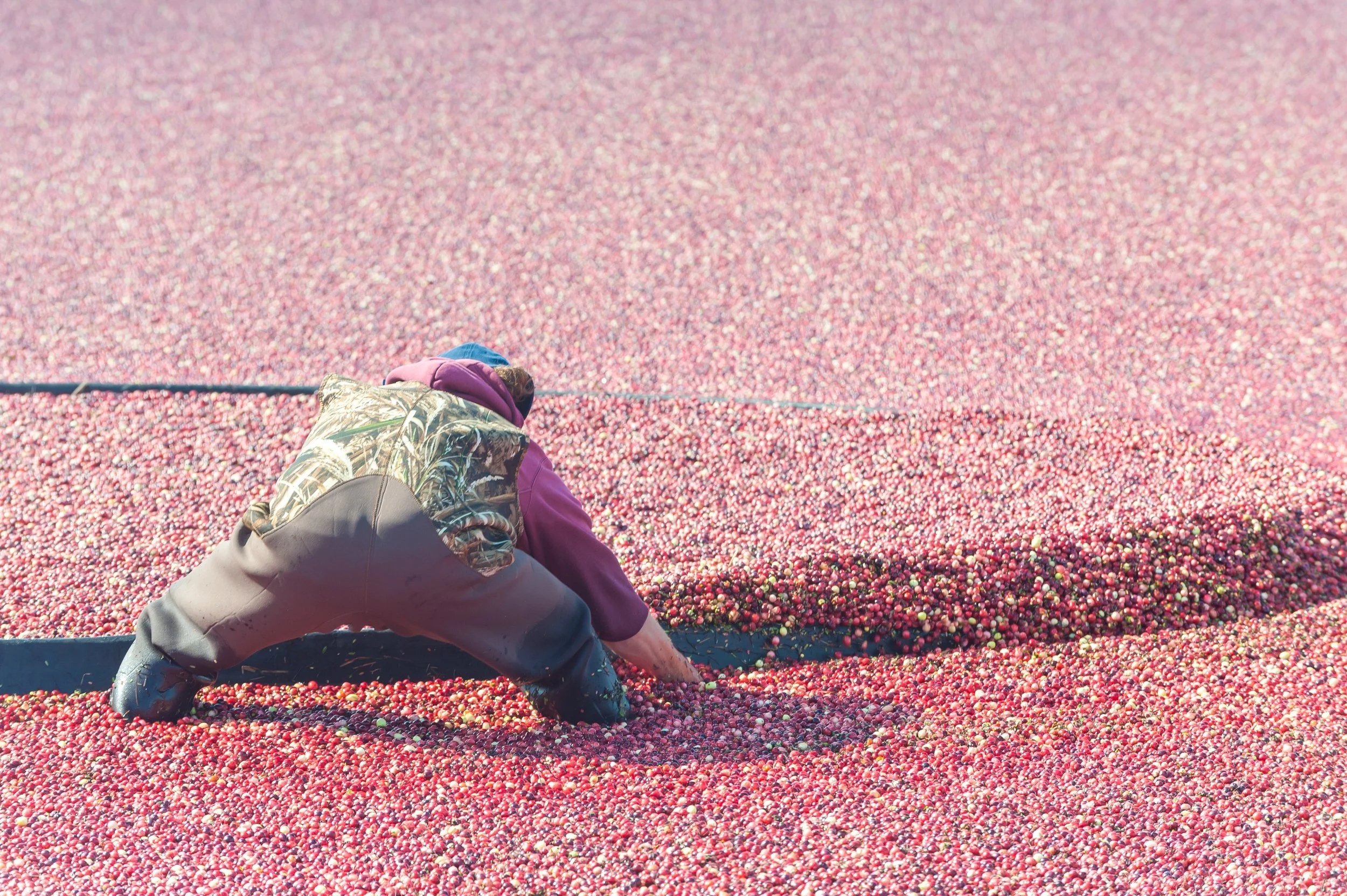Cranberry Harvest (GH)-9.jpg