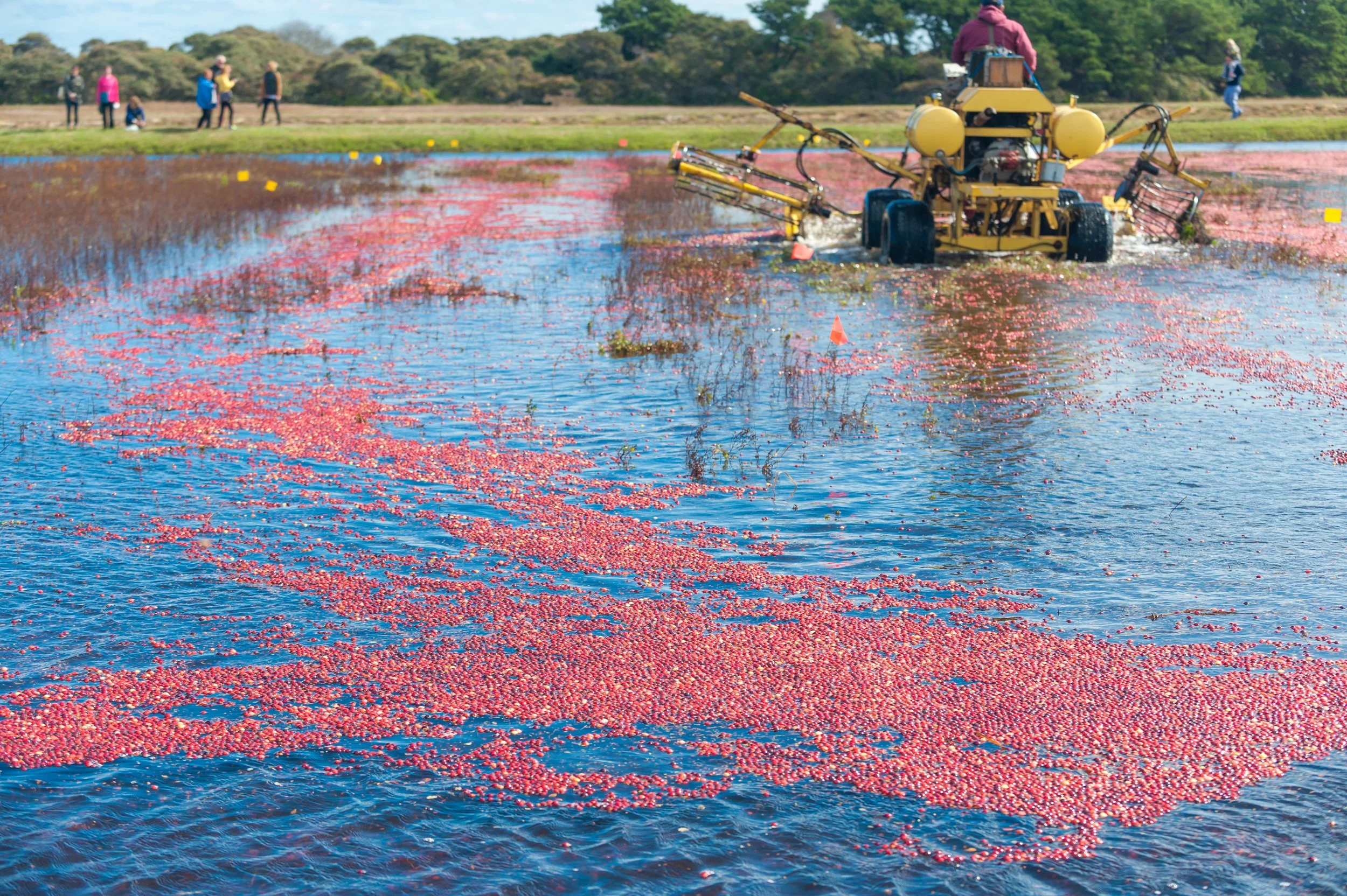 Cranberry Harvest (GH)-4-2-2.jpg