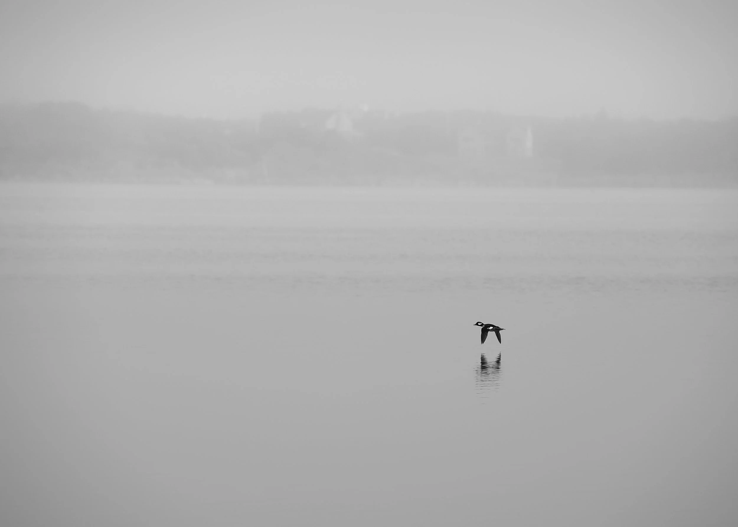Lone Duck (GH).jpg