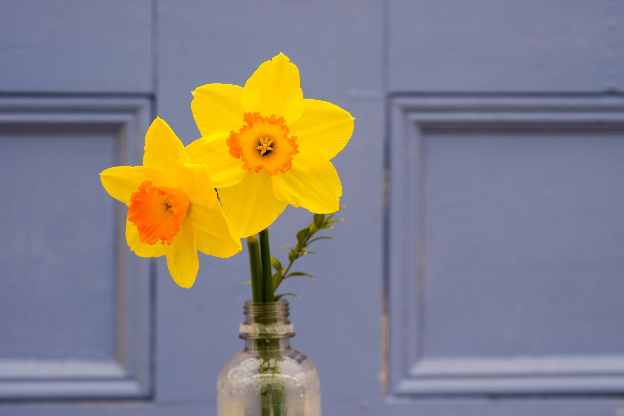 Daffodil Show (GH)-3.jpg