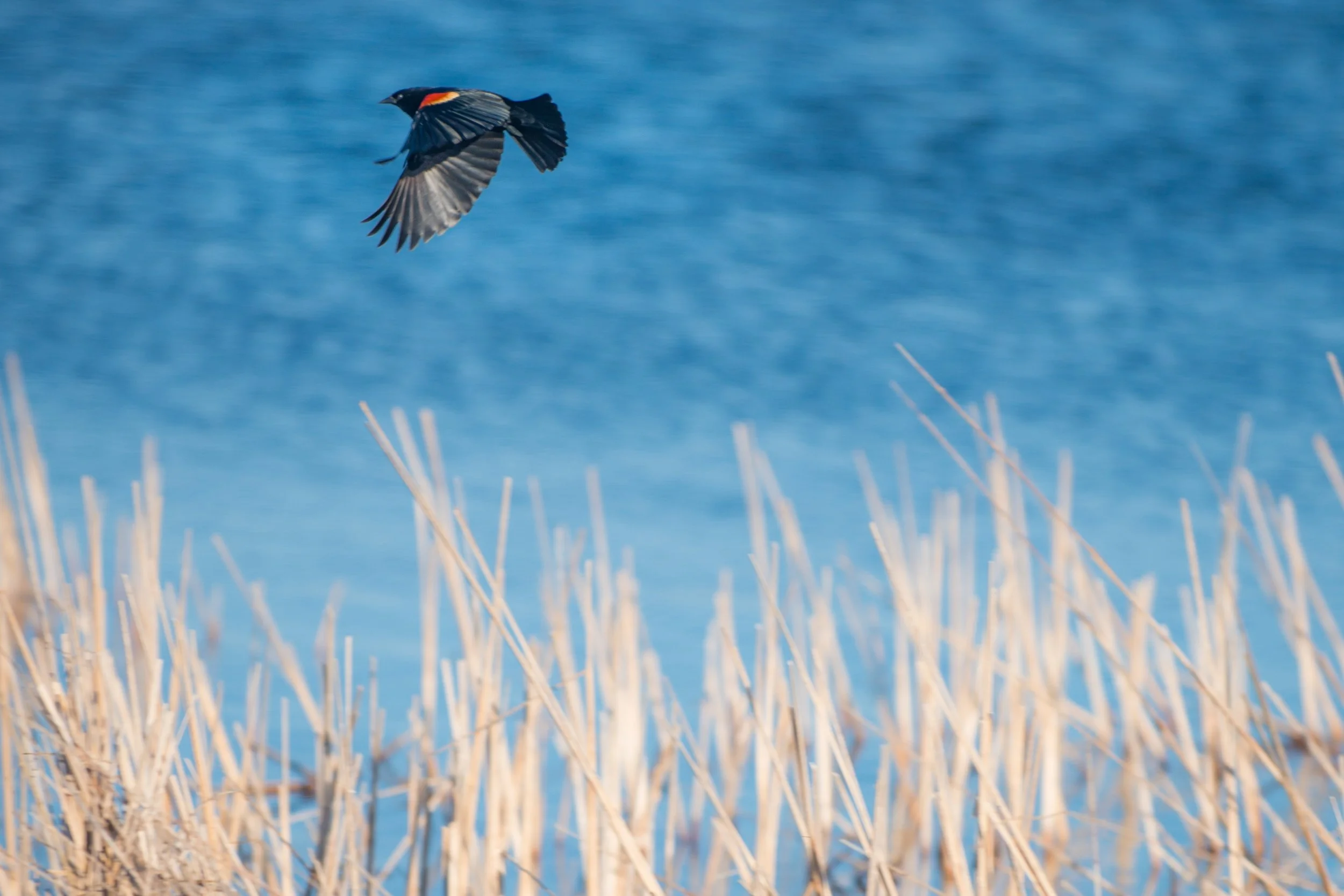 Red-winged blackbird (GH).jpg