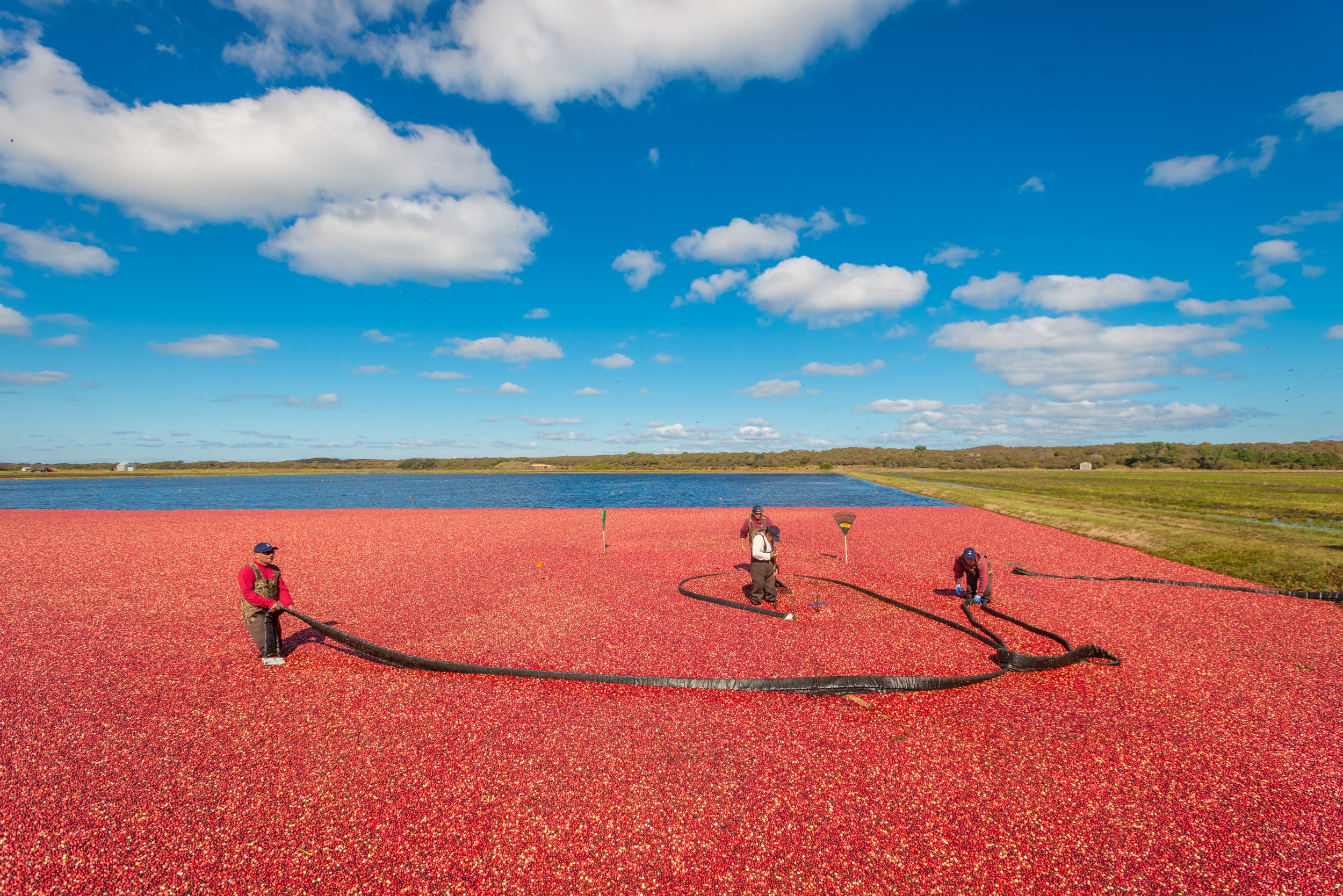 Cranberry Harvest (GH)-2-2.jpg