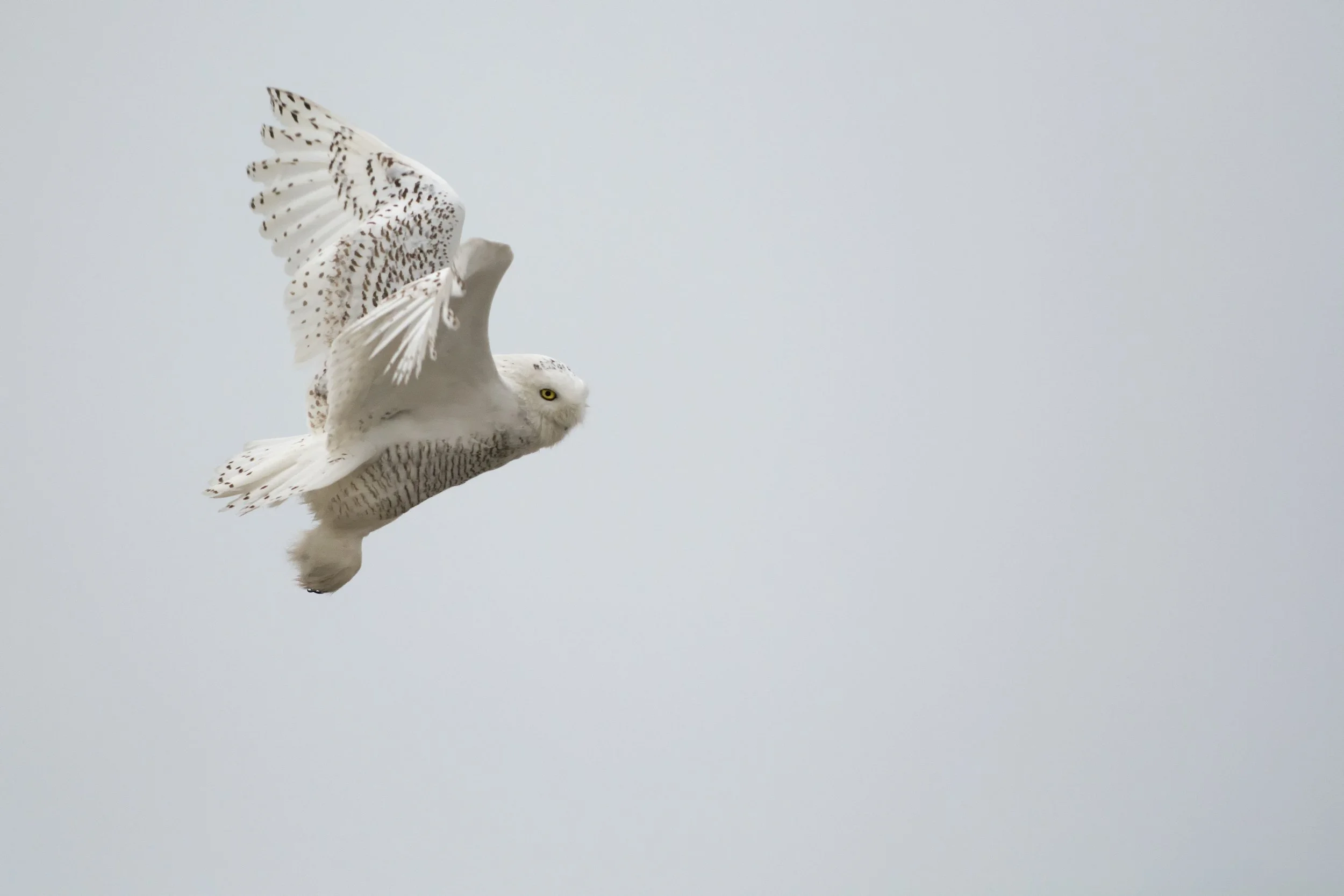 Snowy Owl (GH).jpg
