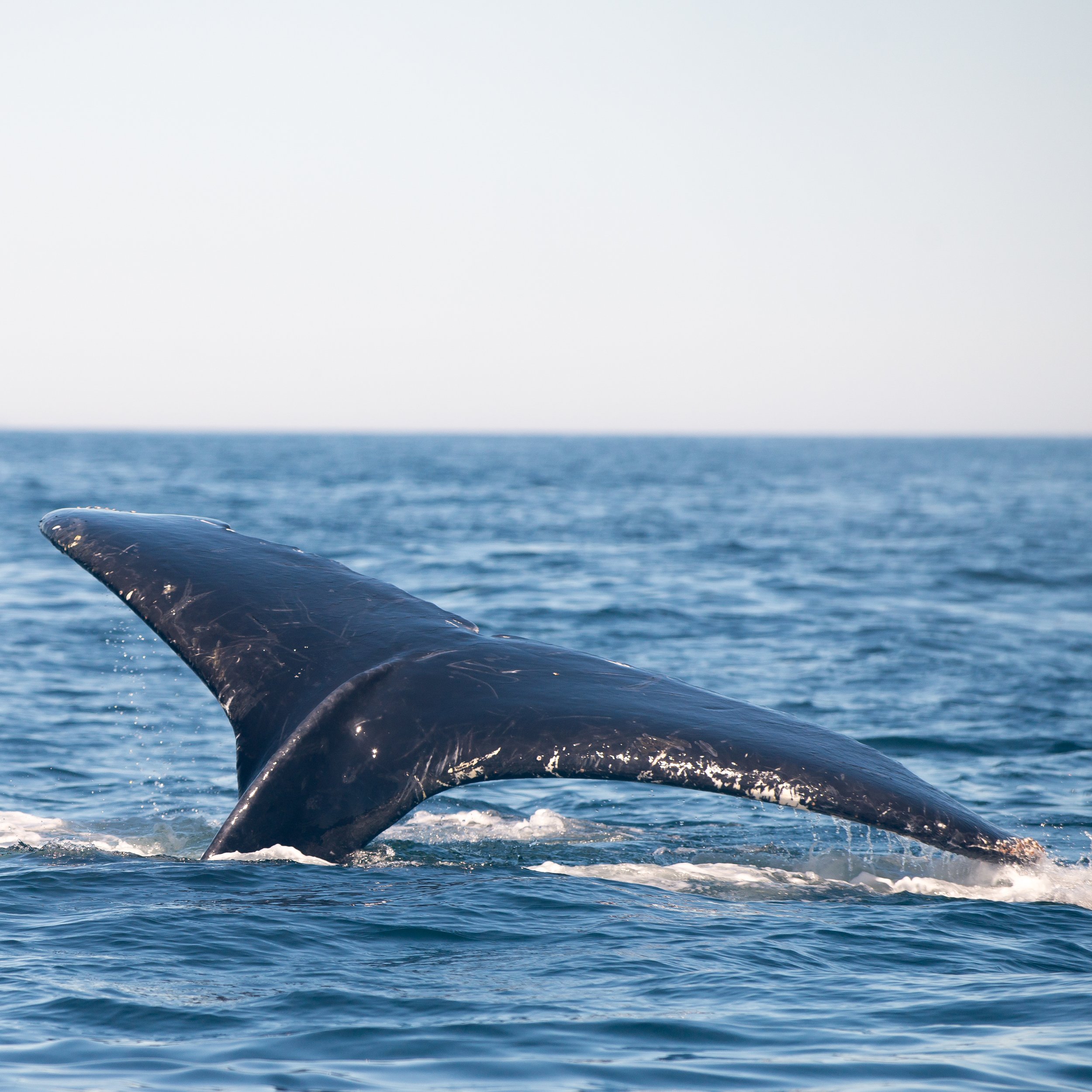 Humpback Whale (GH)-5.jpg