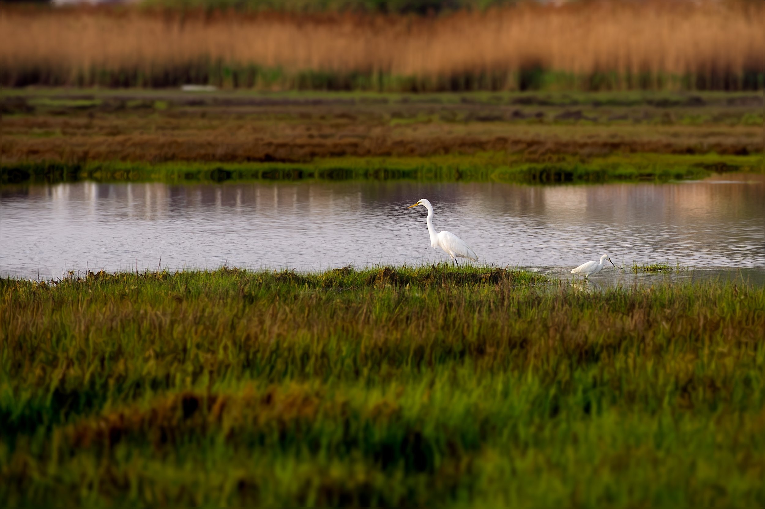 Egrets in the Creeks (GP).jpg