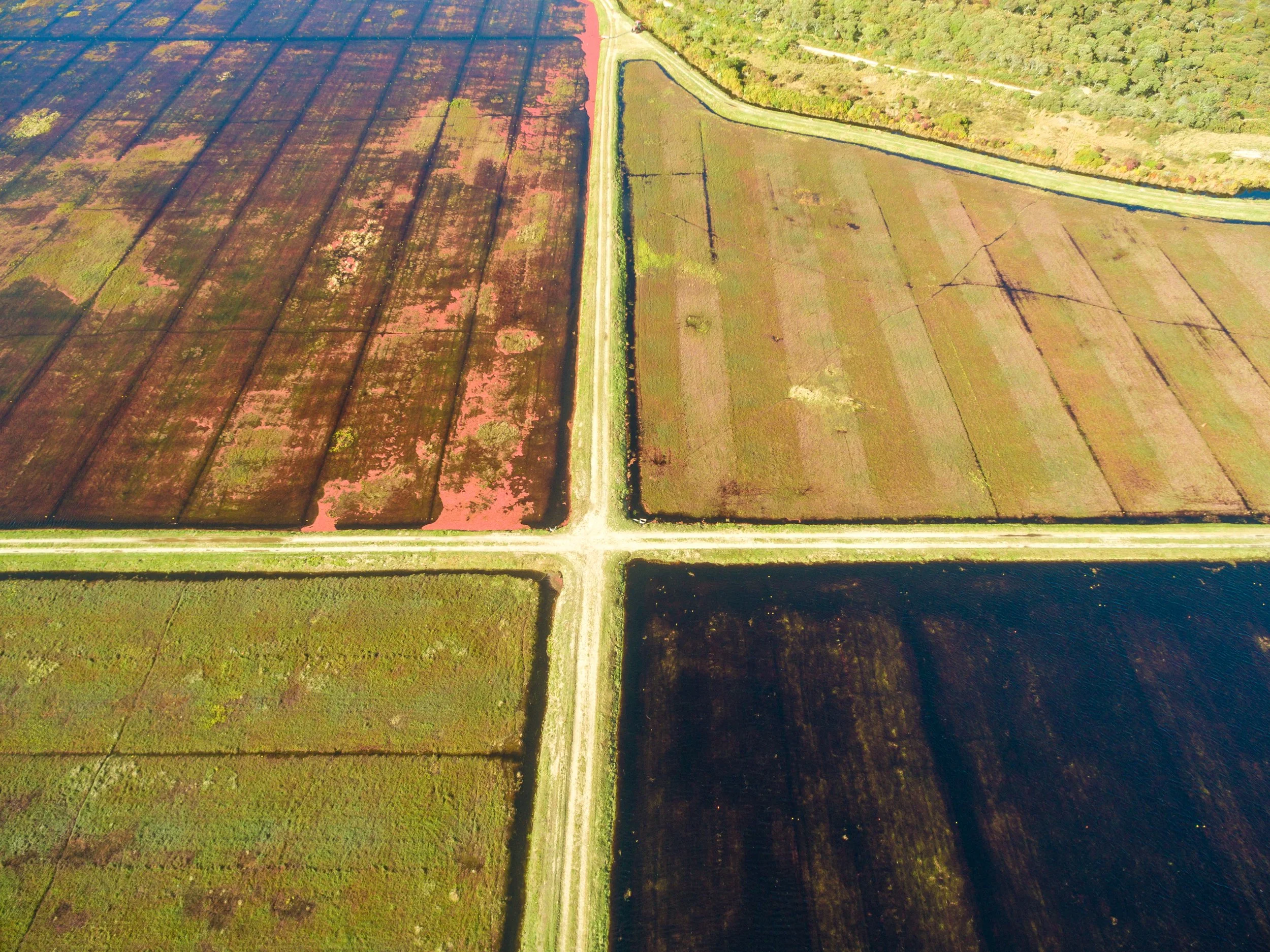 Cranberry Harvest (GH)-3-1.jpg