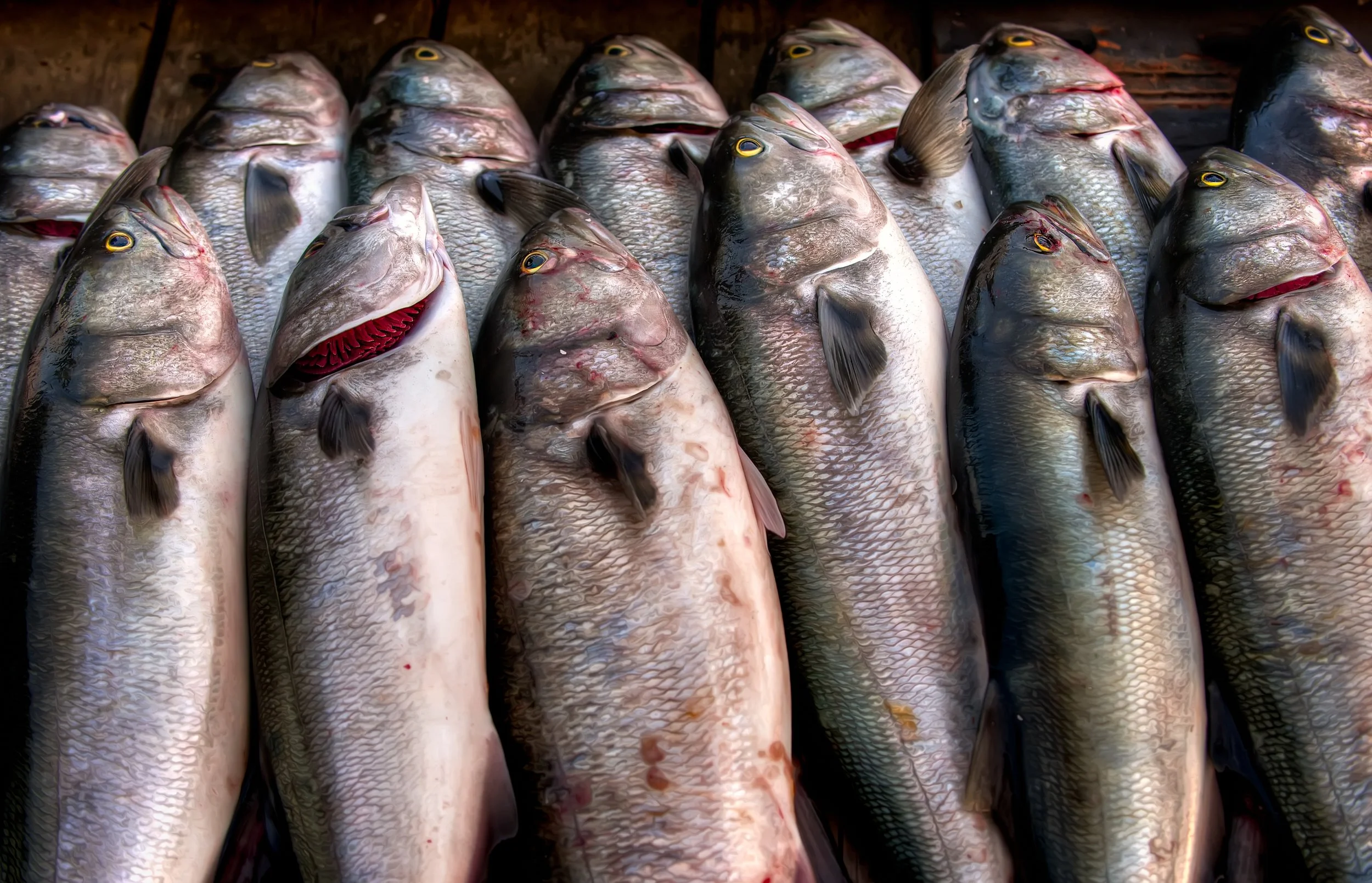 Bluefish (GH).jpg