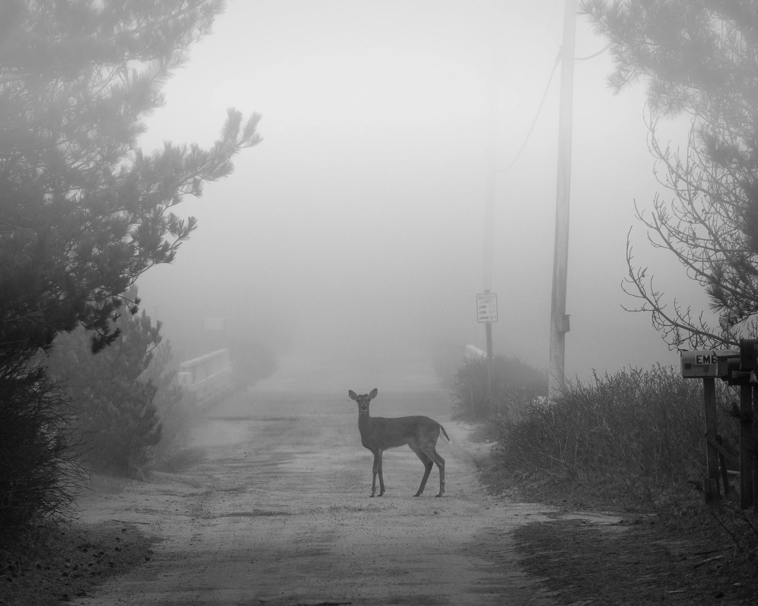 Madaket Bridge Deer (GH).jpg