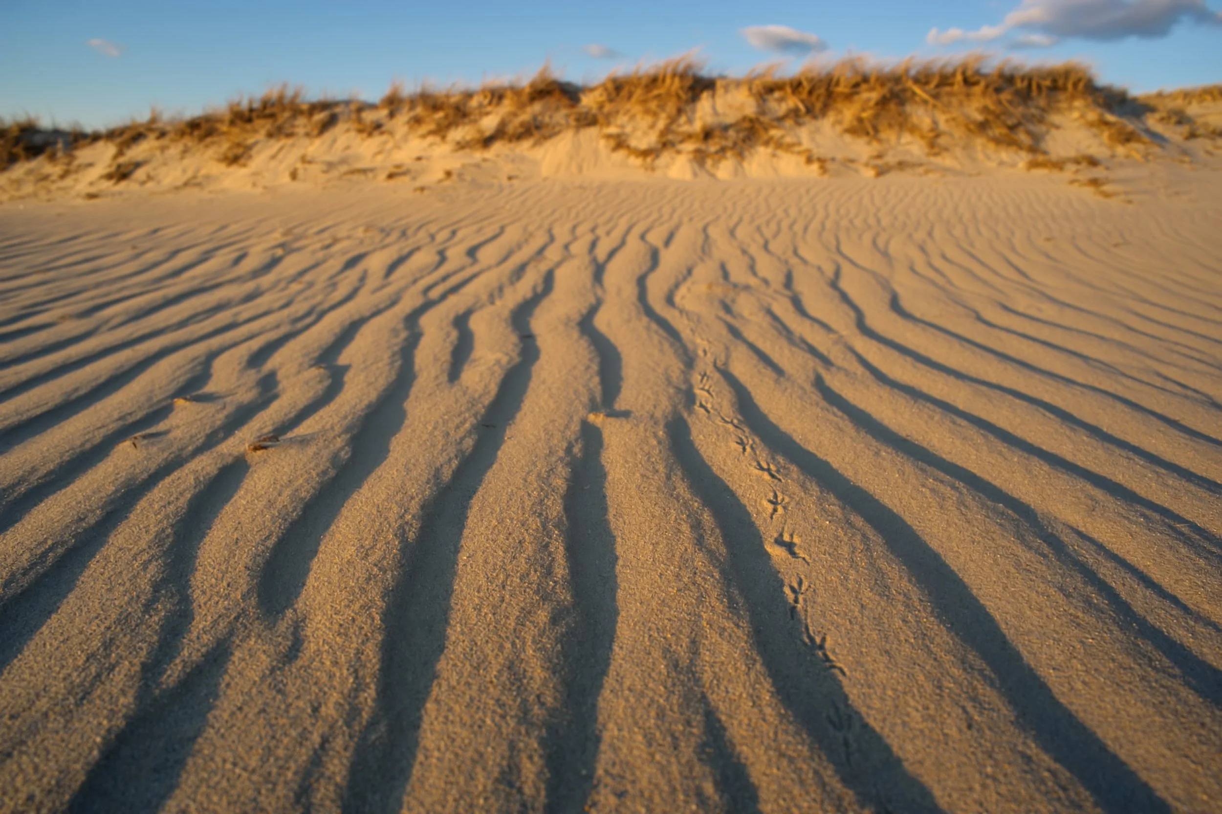 Miacomet Dune Tracks (GH).jpg