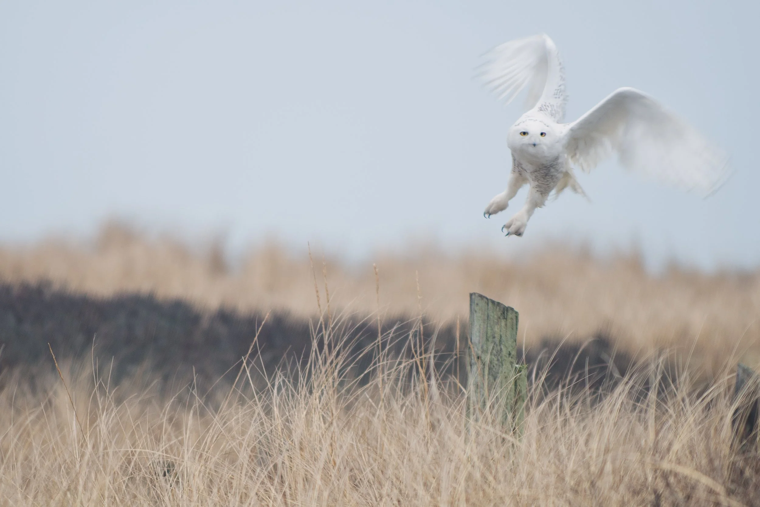 Snowy Owl on Low Beach (GH)-2.jpg