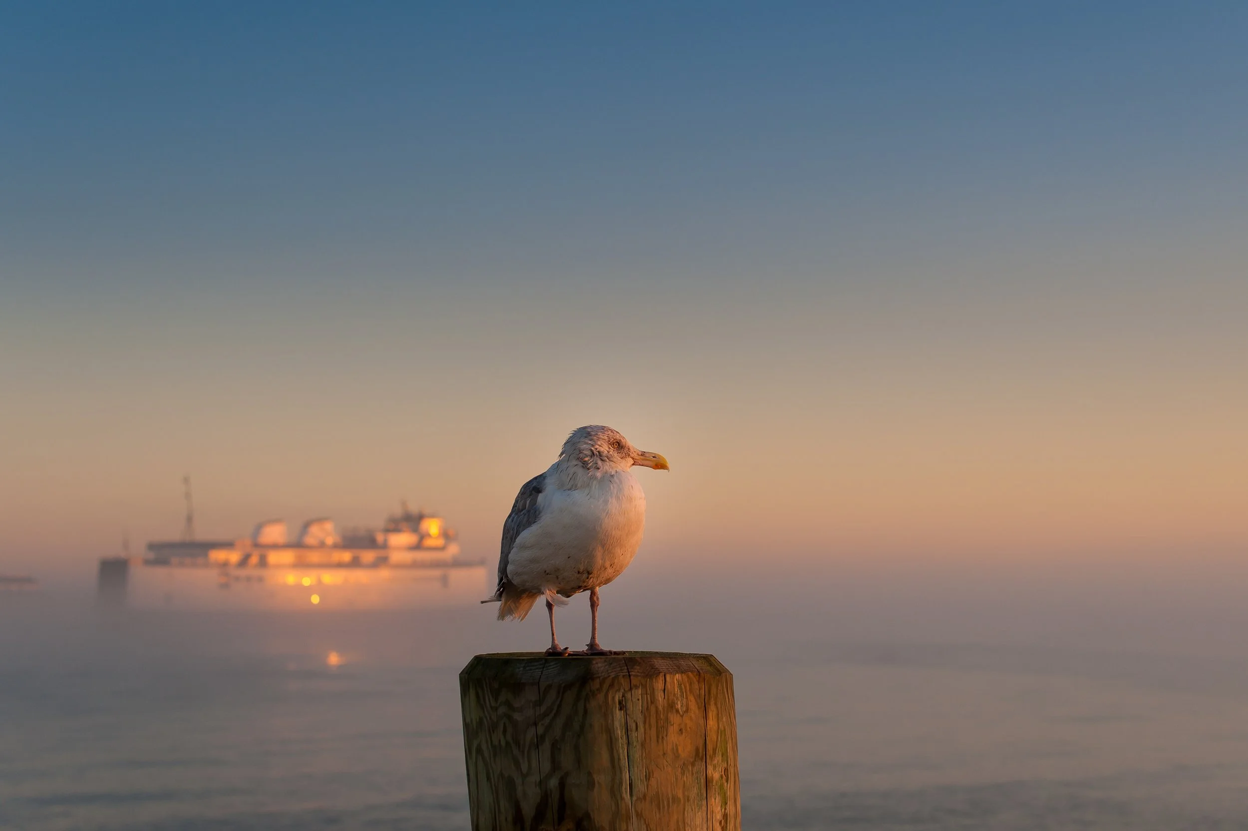 Foggy Morning with gull (GH).jpg