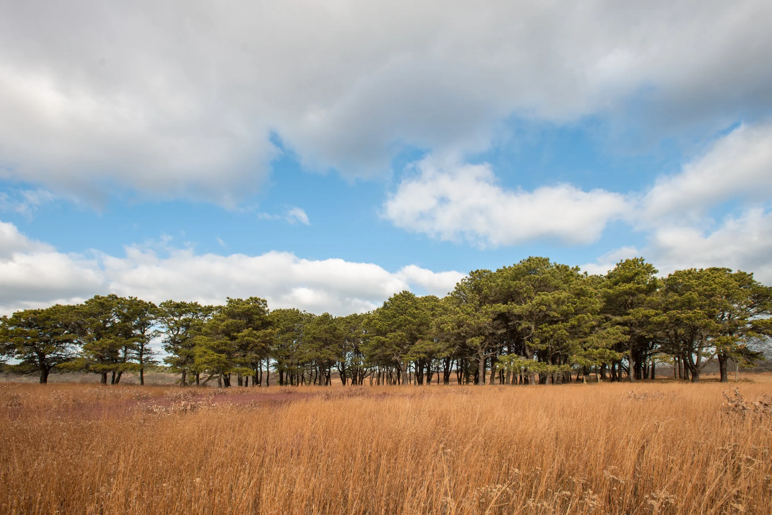 Sanford Farms Pines (GH)_.jpg