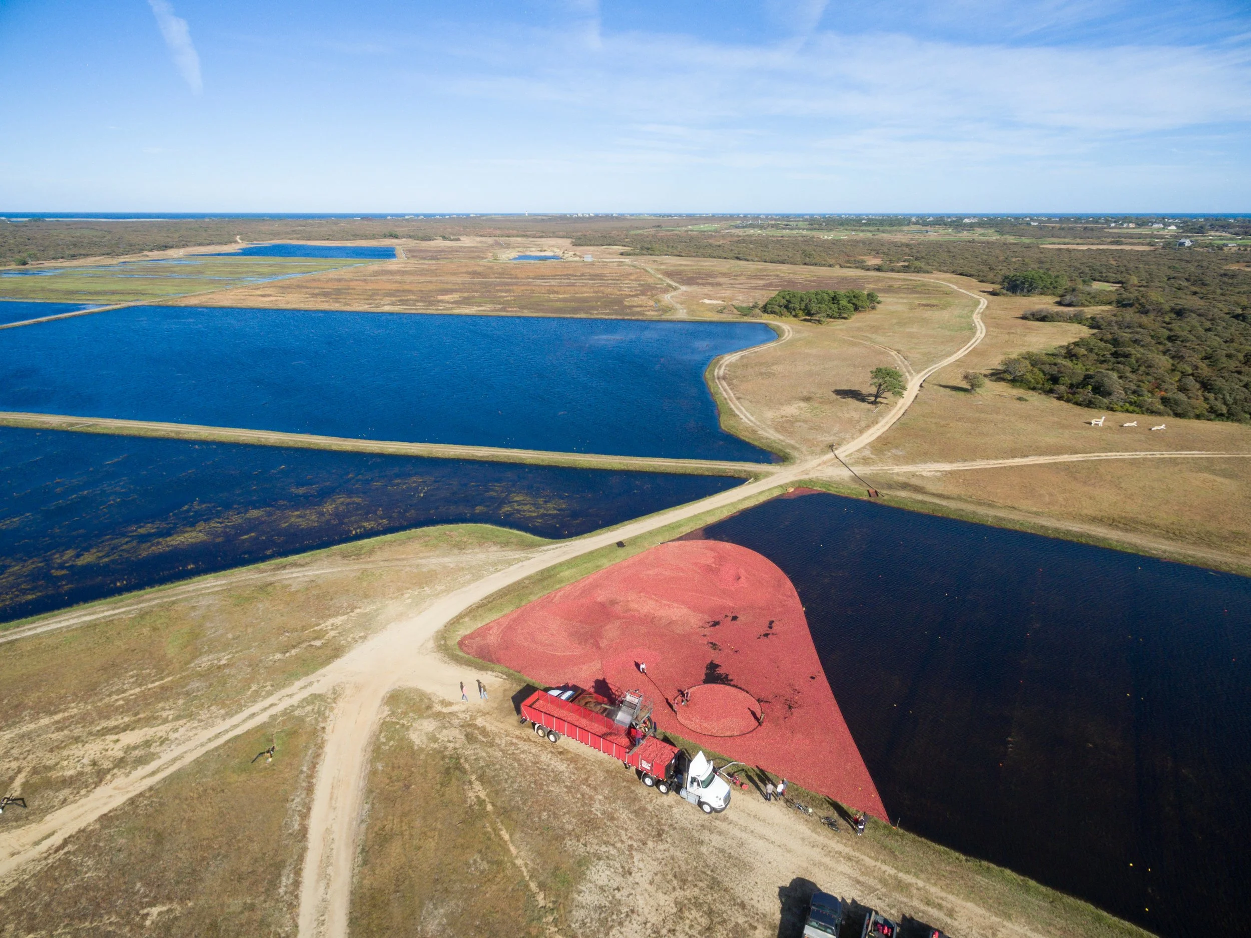 Cranberry Harvest (GH)-7.jpg