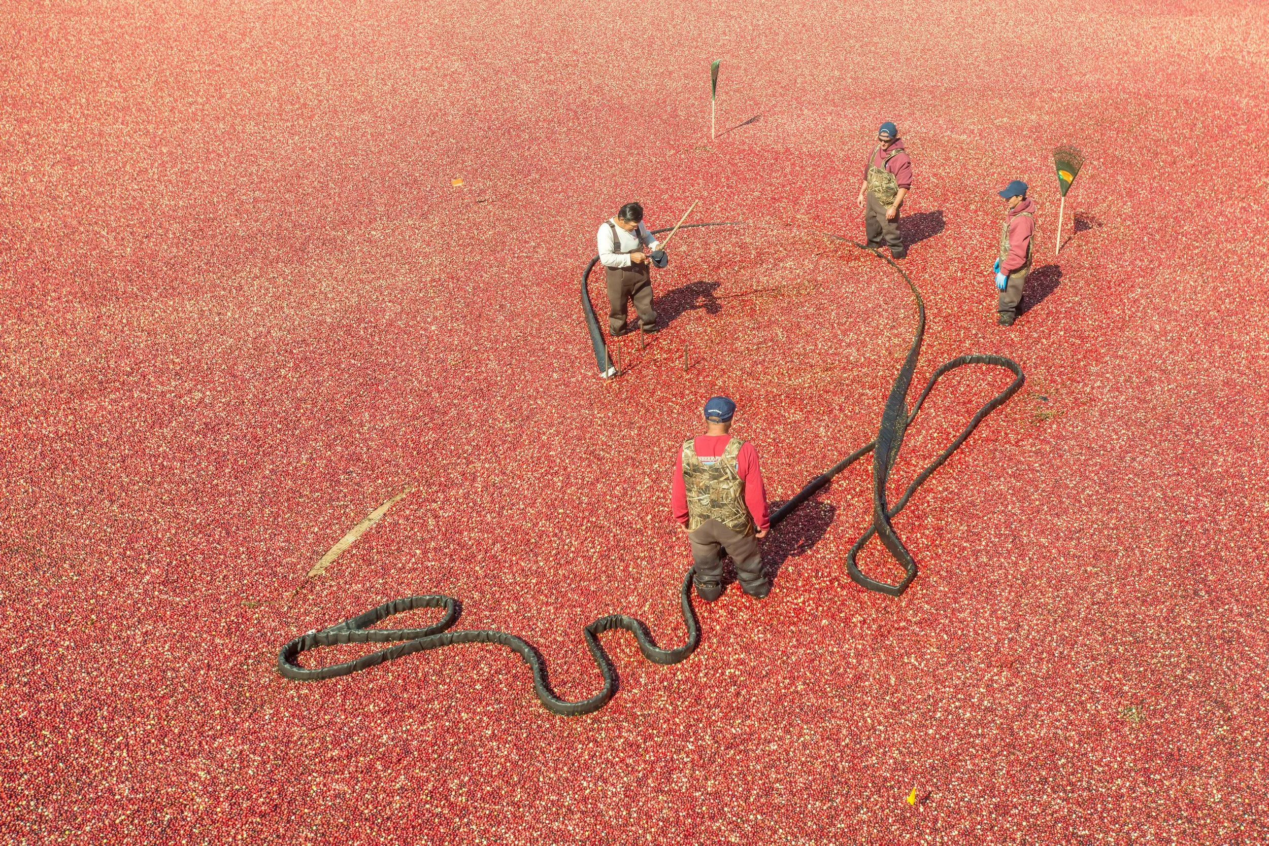 Cranberry Harvest (GH)-8.jpg