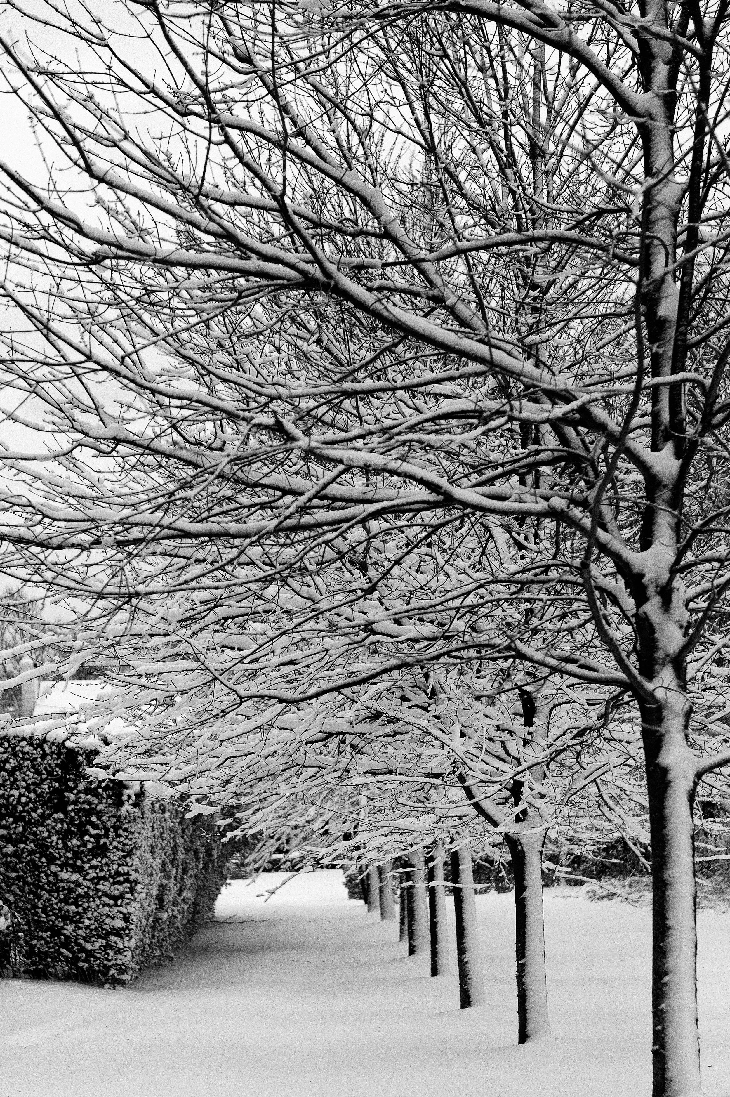 Winter Lane (GH).jpg