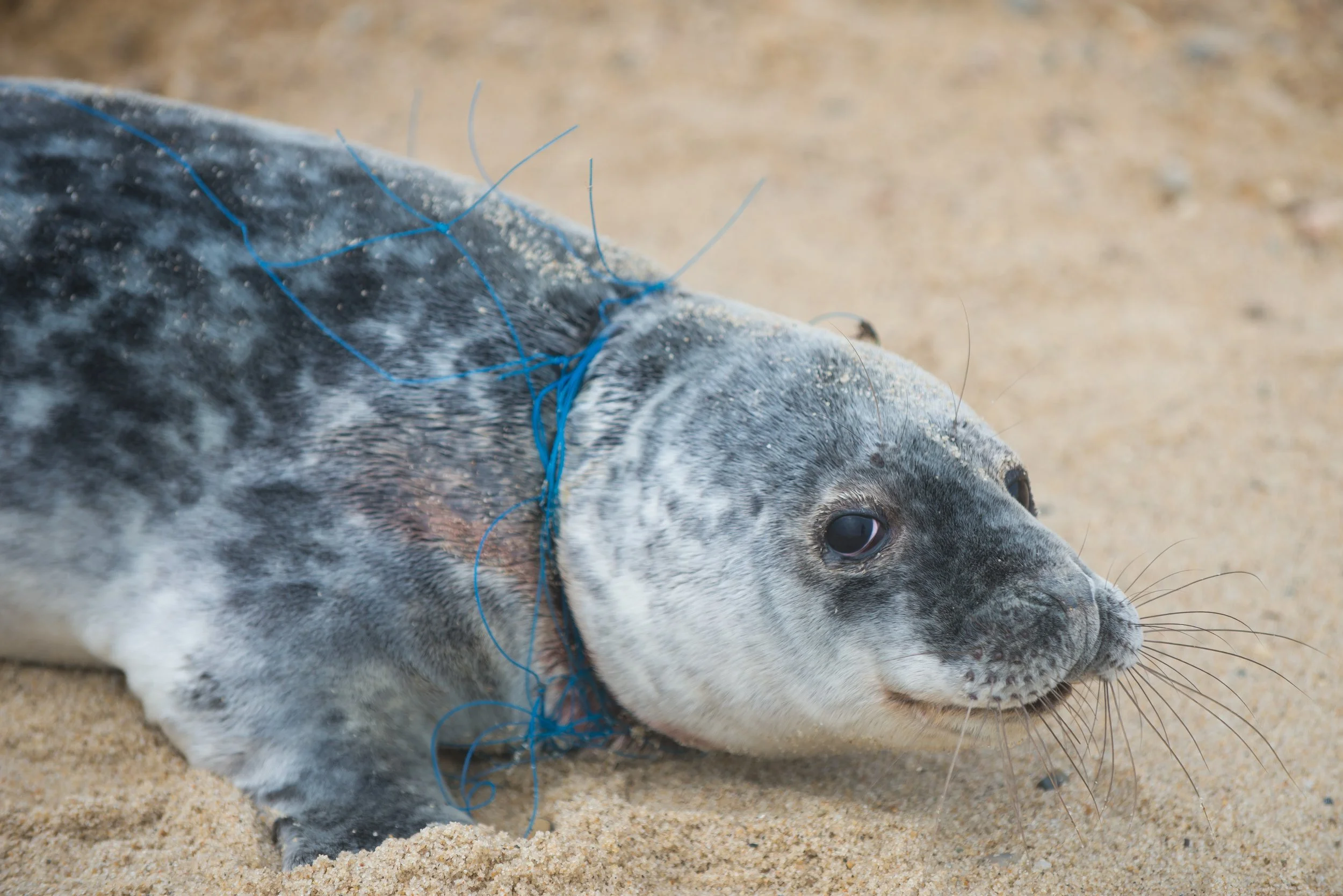 Entangled Seal (GH)-2.jpg