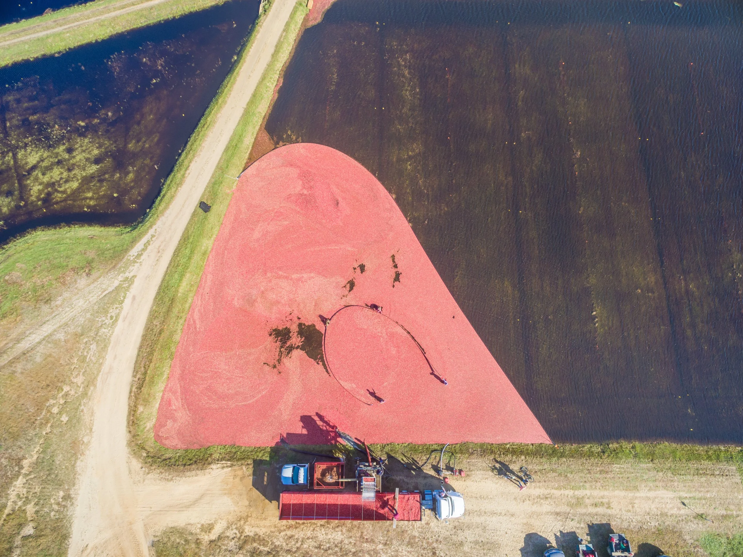 Cranberry Harvest (GH)-4-4.jpg