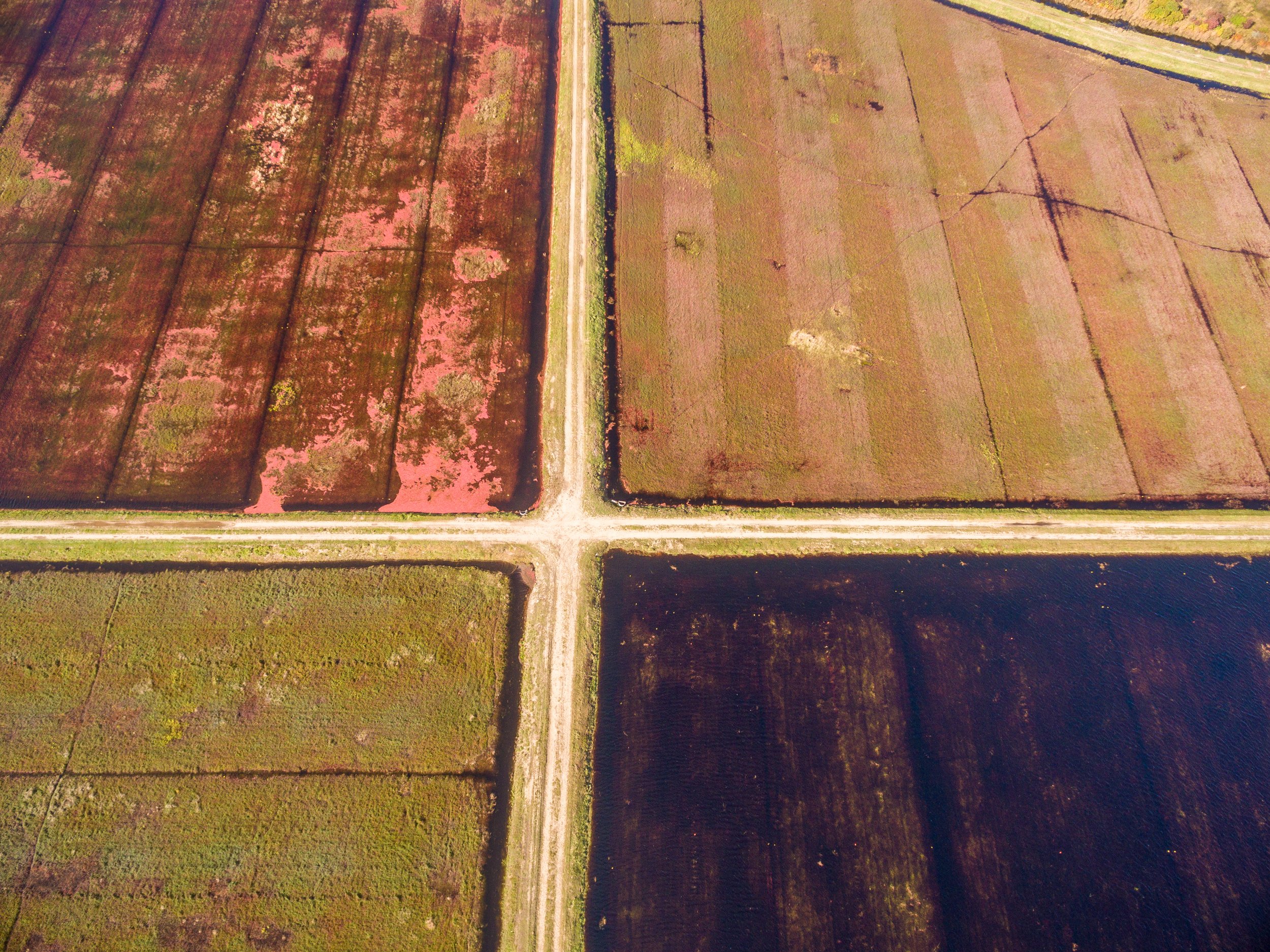 Cranberry Harvest (GH)-4-3.jpg