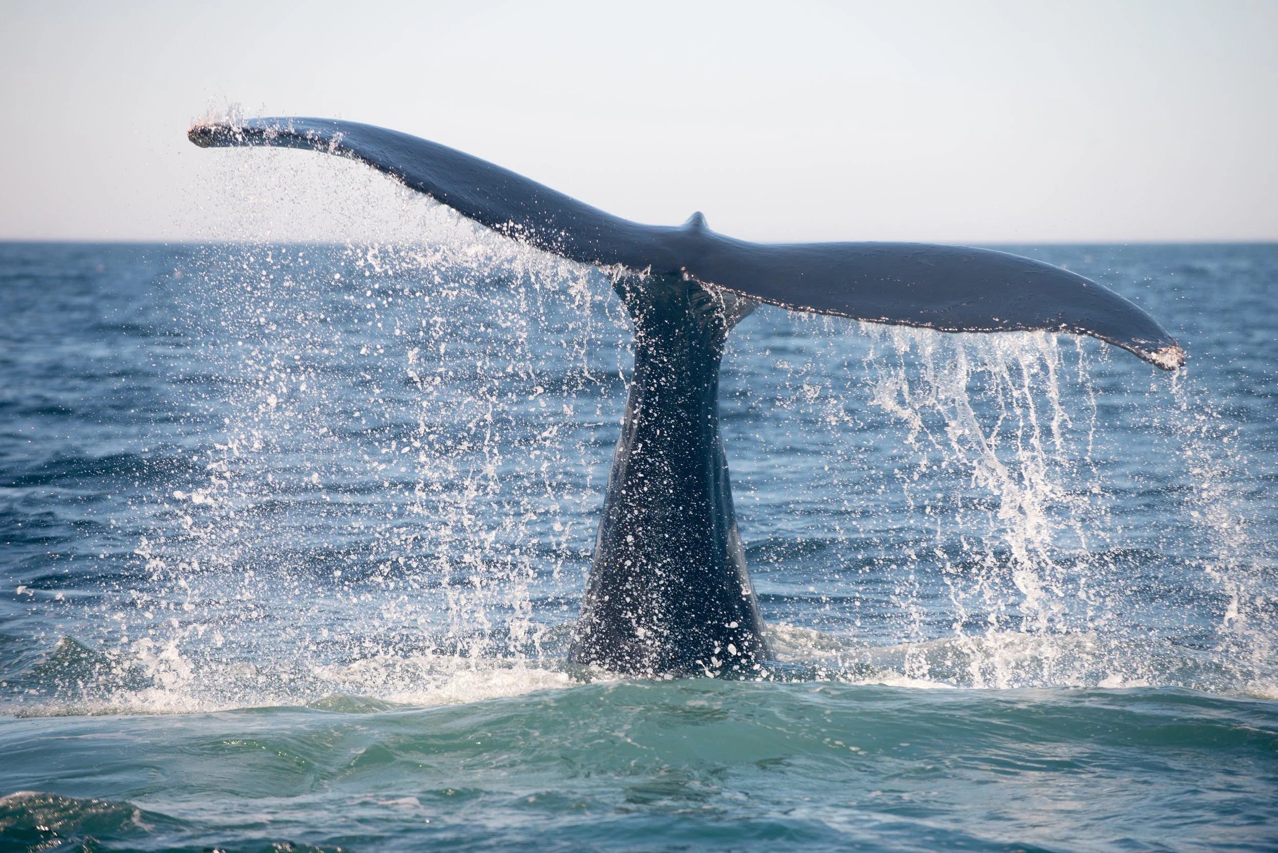 Humpback Whale (GH)-4.jpg