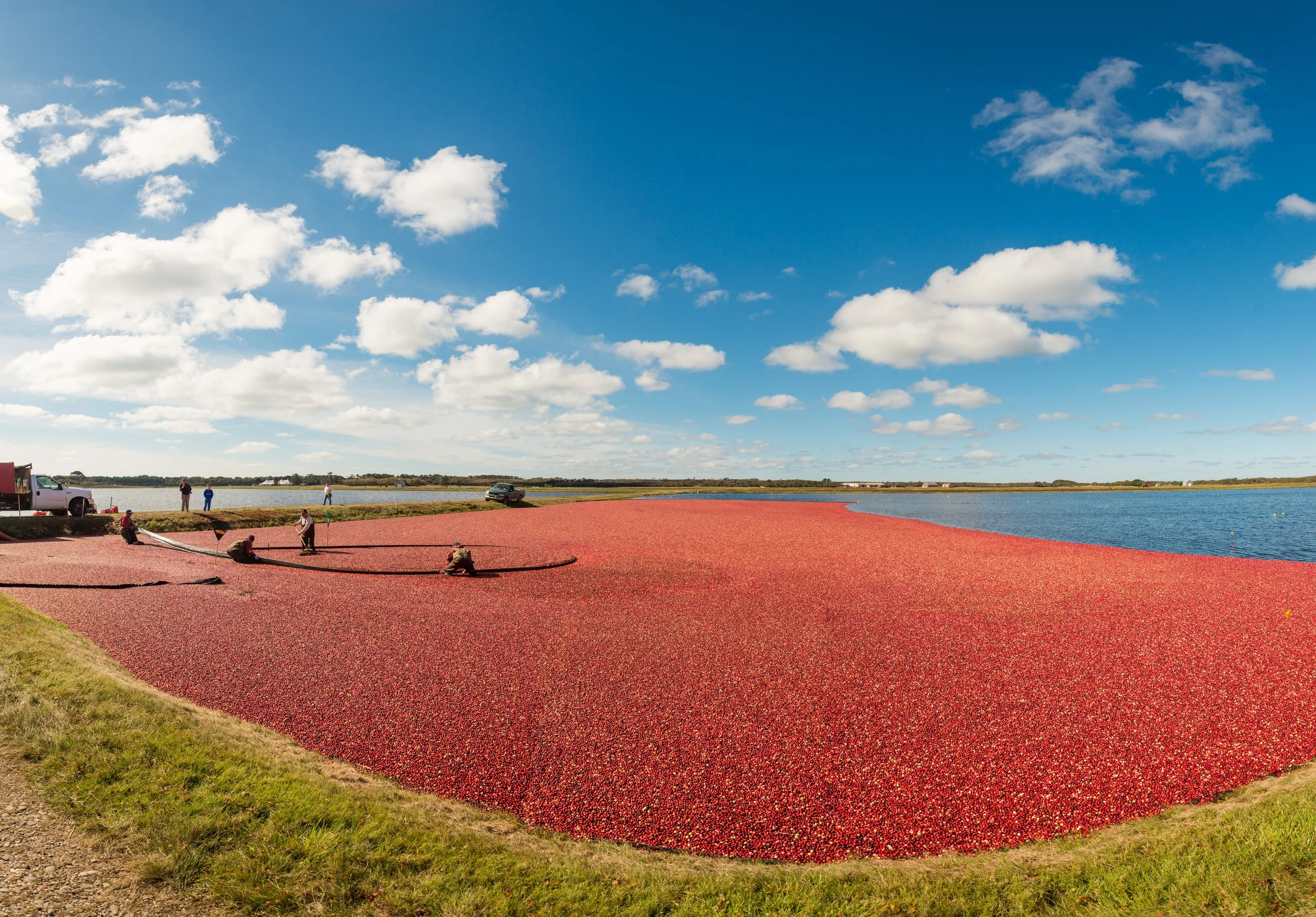 Cranberry Harvest (GH)-4-1.jpg