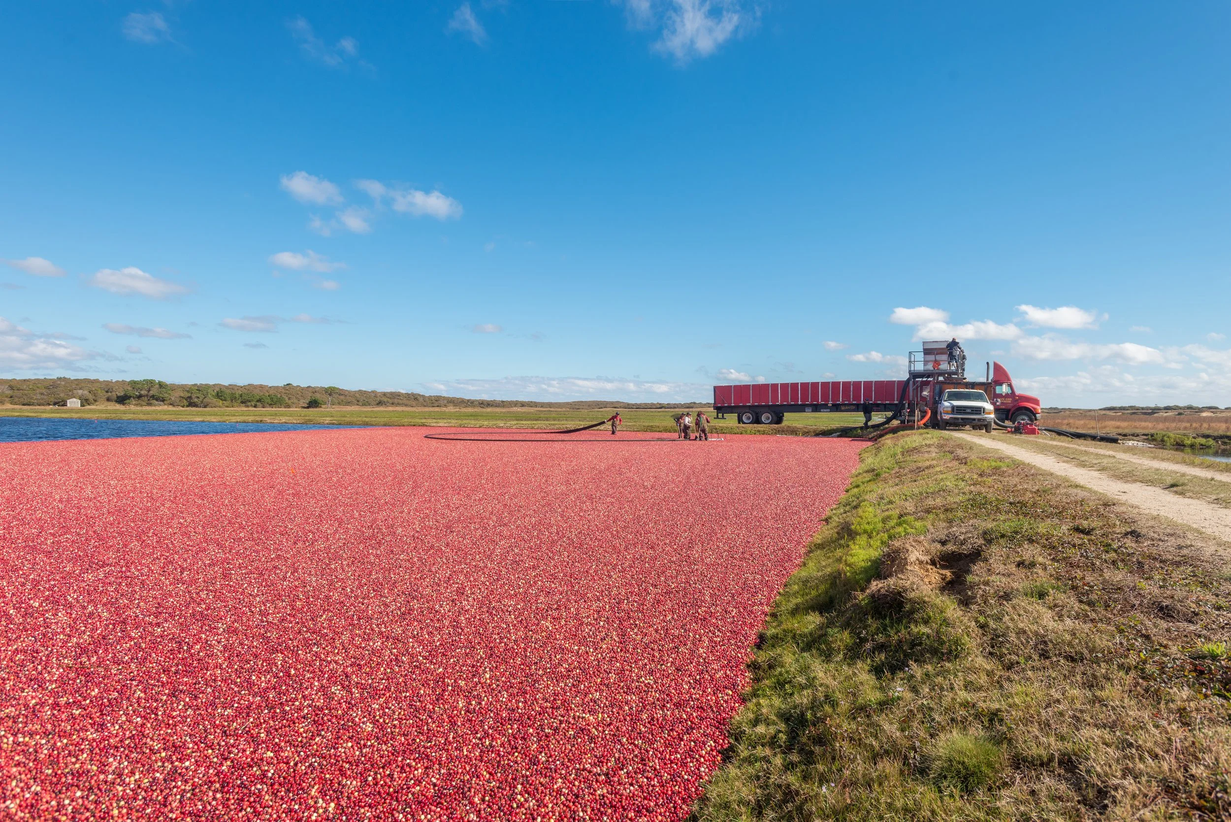 Cranberry Harvest (GH)-1.jpg