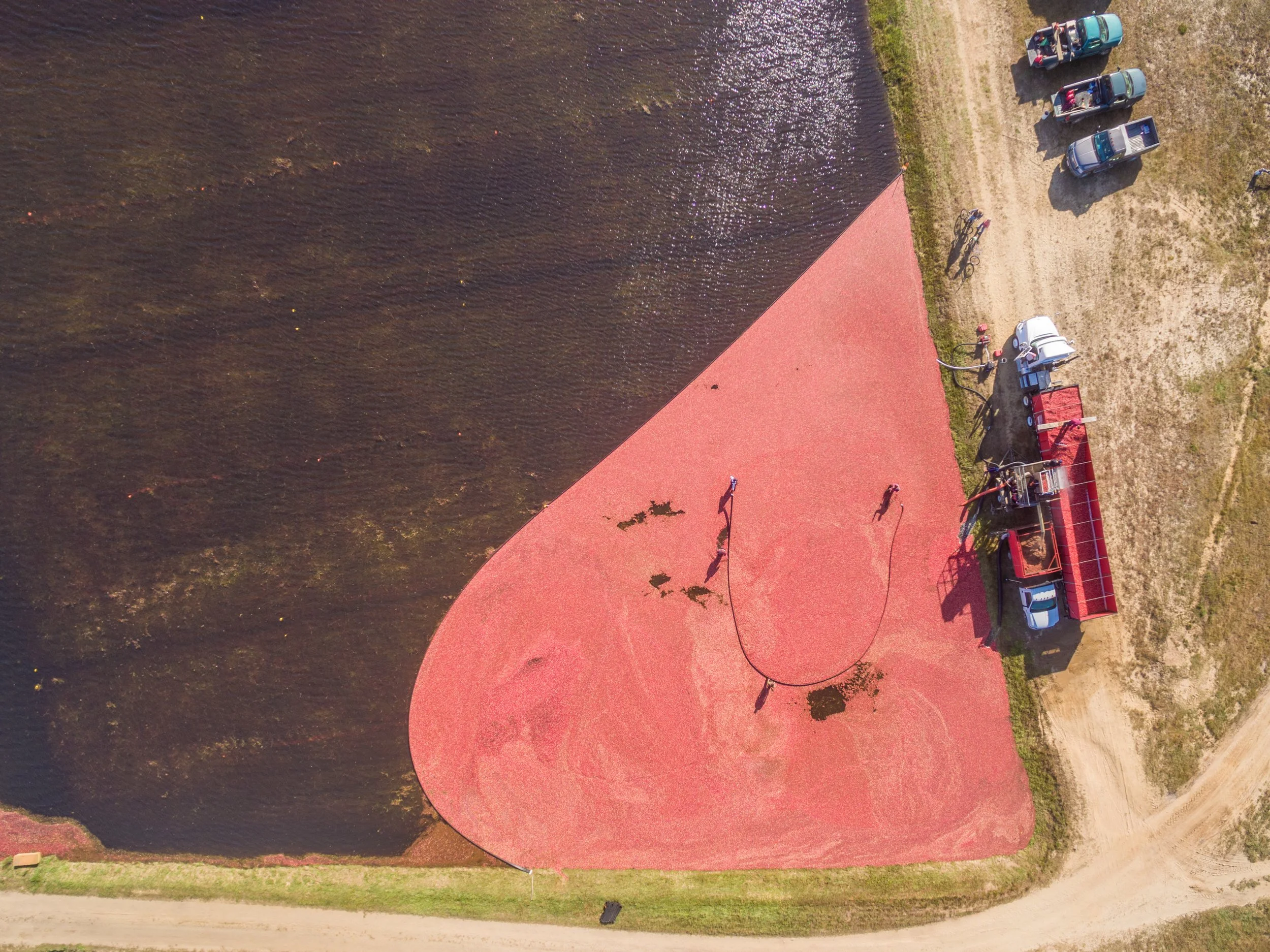 Cranberry Harvest (GH)-3-2.jpg