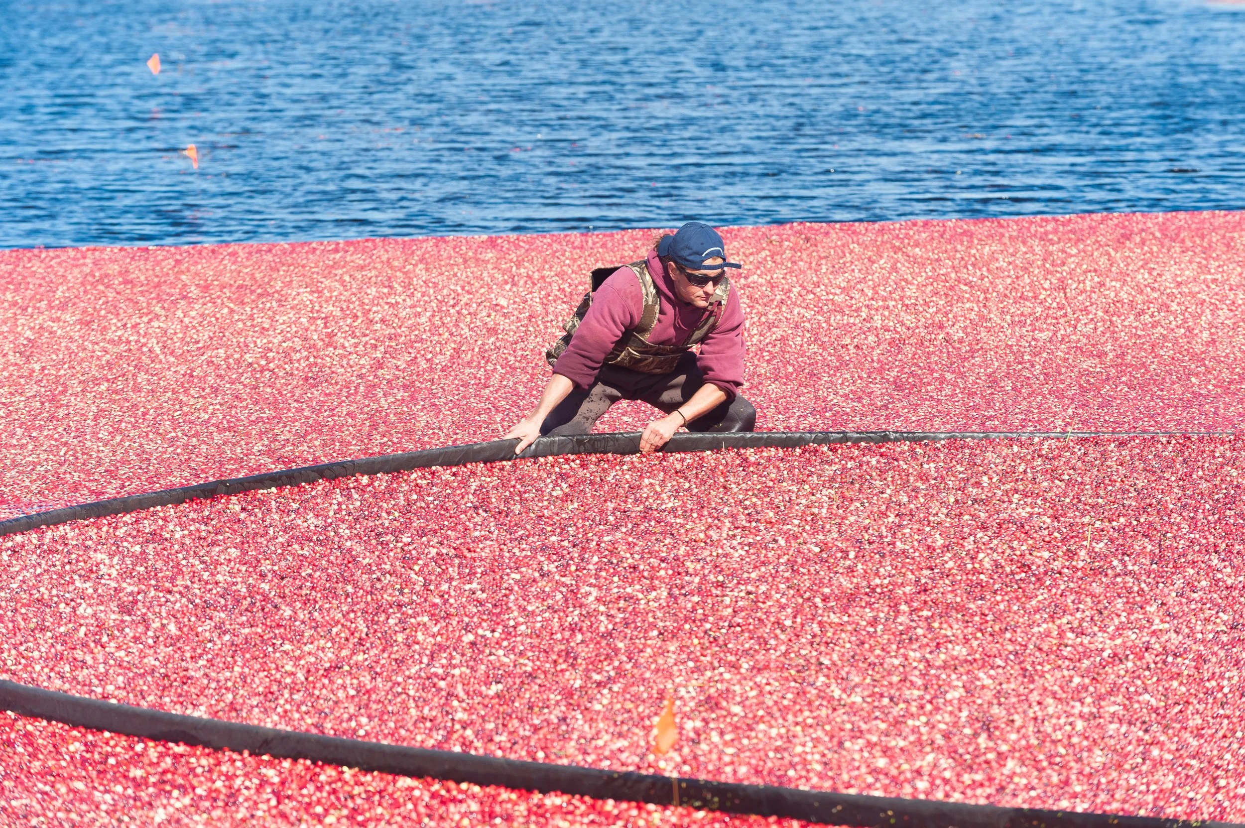 Cranberry Harvest (GH)-5.jpg