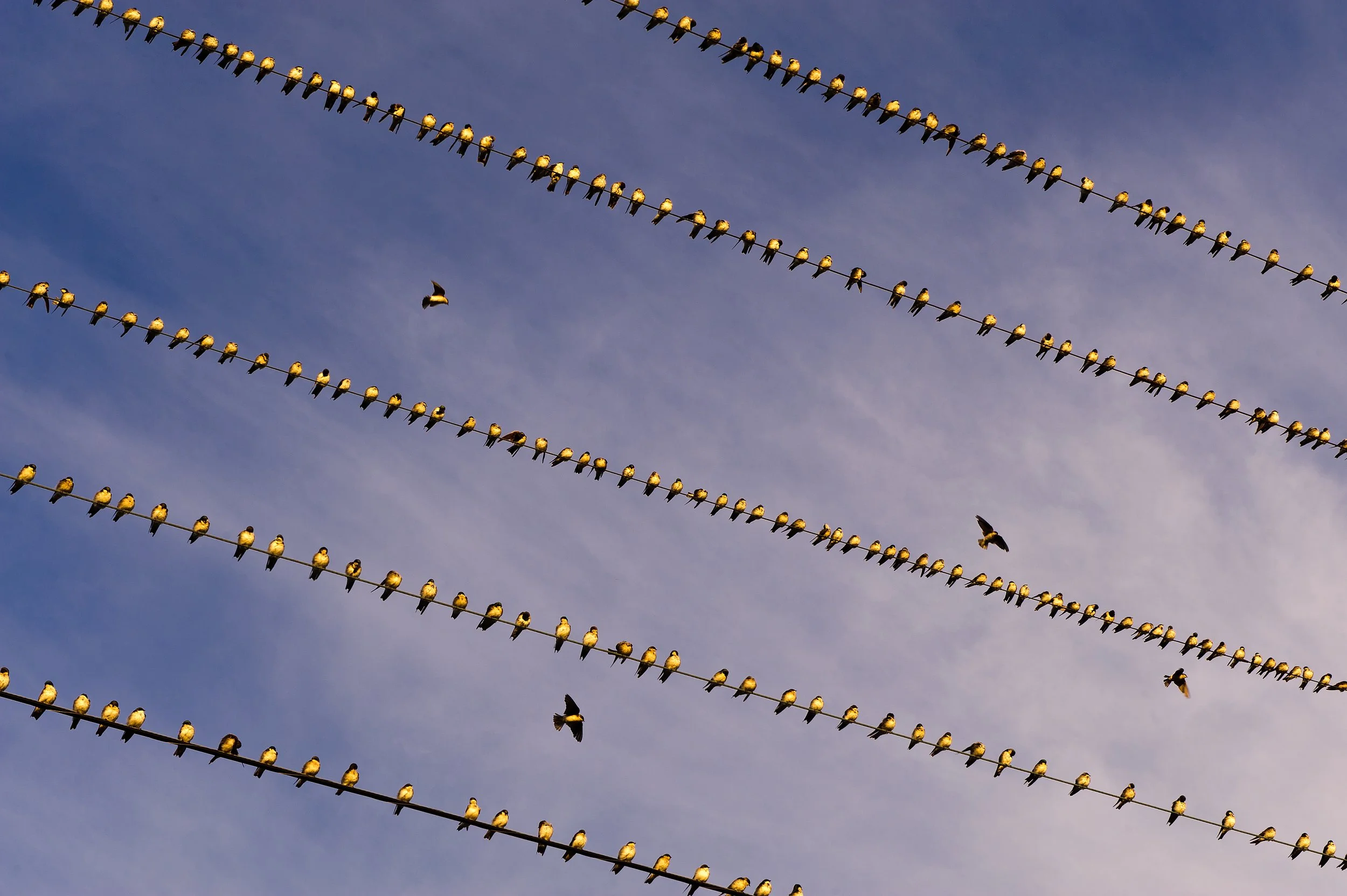 Swallows (GH).jpg