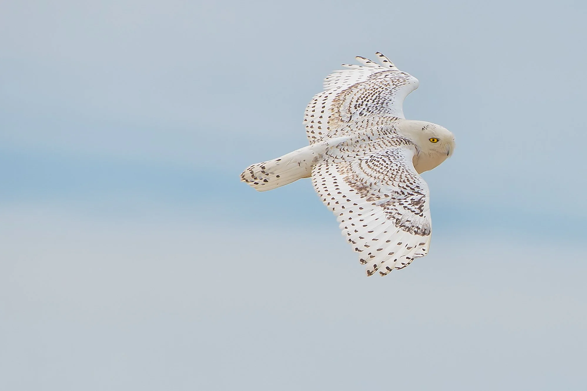 Snowy Owl (GH)-4.jpg
