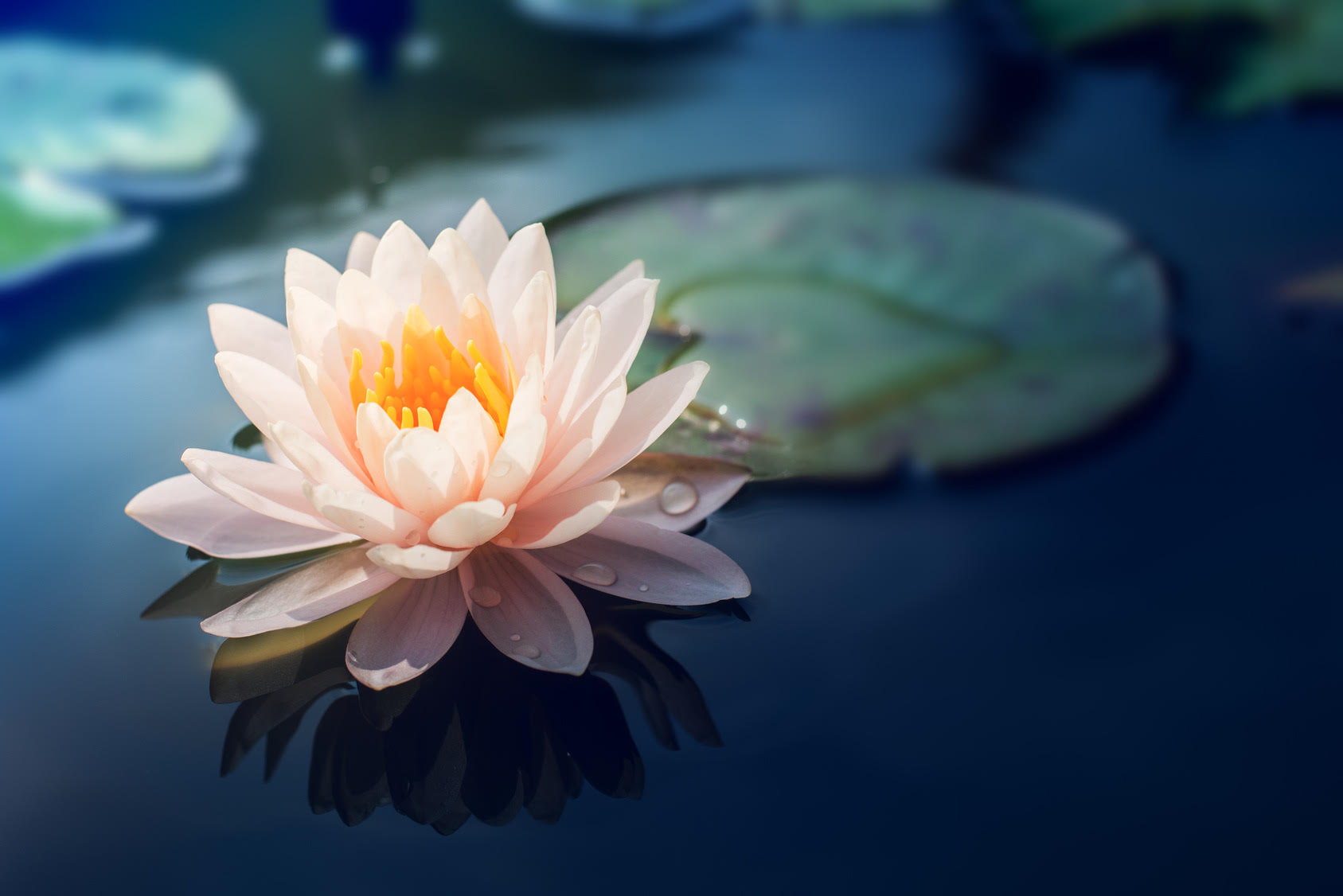 Lotus.jpg