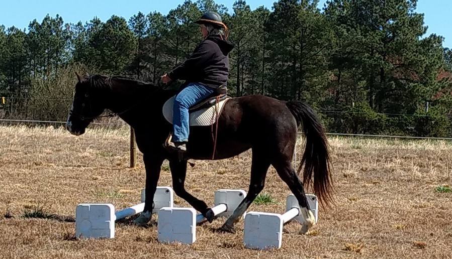  (After) Me on her just a couple of months ago, and she is crossing the bars at a nice slow walk, headset is nice and low, and she is very relaxed. A completely different horse. 