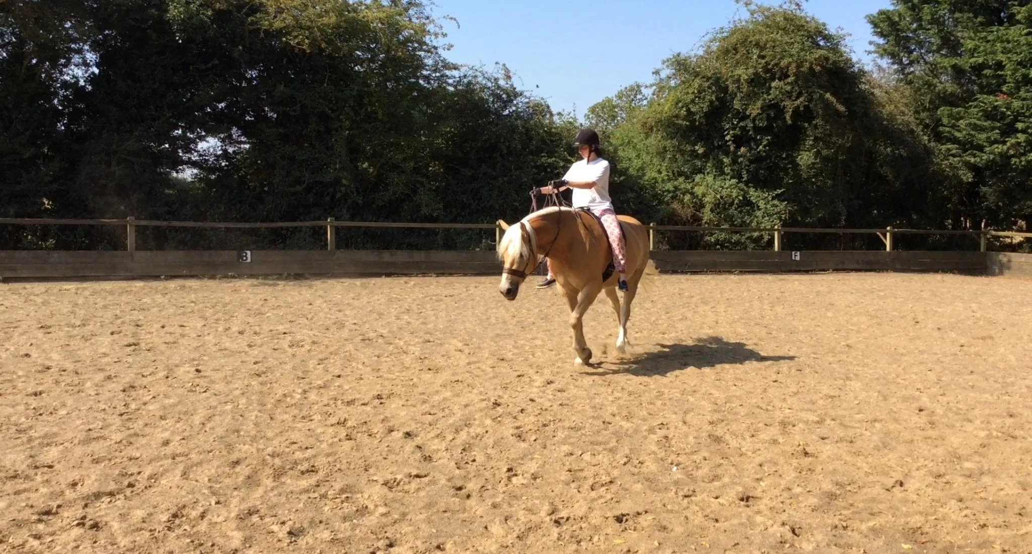  The beginning of Sense Equine! High hands exaggerates the communication to Thor, moving the rider's seat - this is where softness begins to be felt. No leg is used in the beginning. 