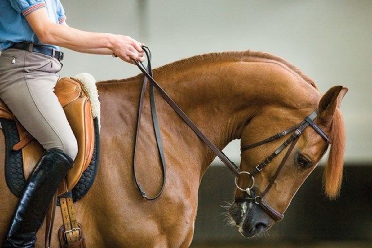 hyperflexion-in-horses.jpg