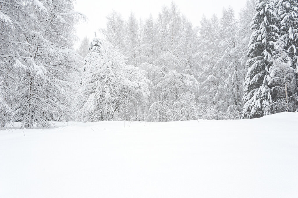 snow trees in bg iStock-905300494 web.jpg