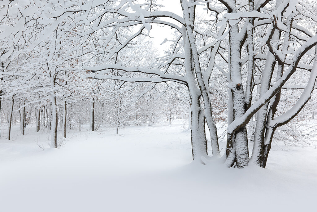 snow field with trees-183357609 web.jpg