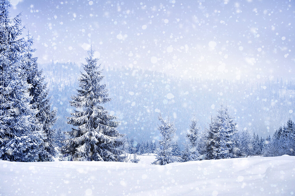 snow field with pine trees-868213434 web.jpg